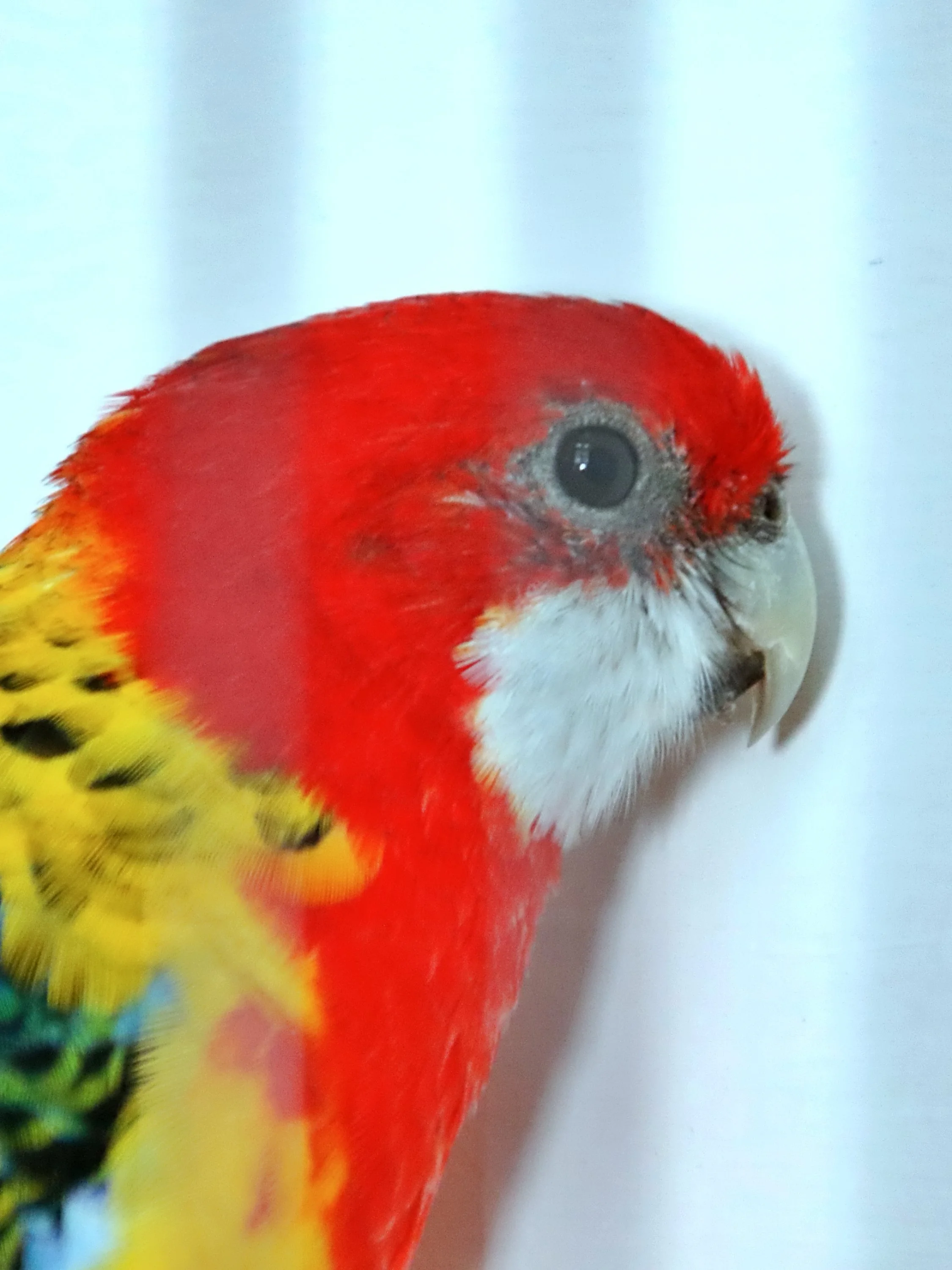 20251102 125250 Markinch CBS  0601.JPG