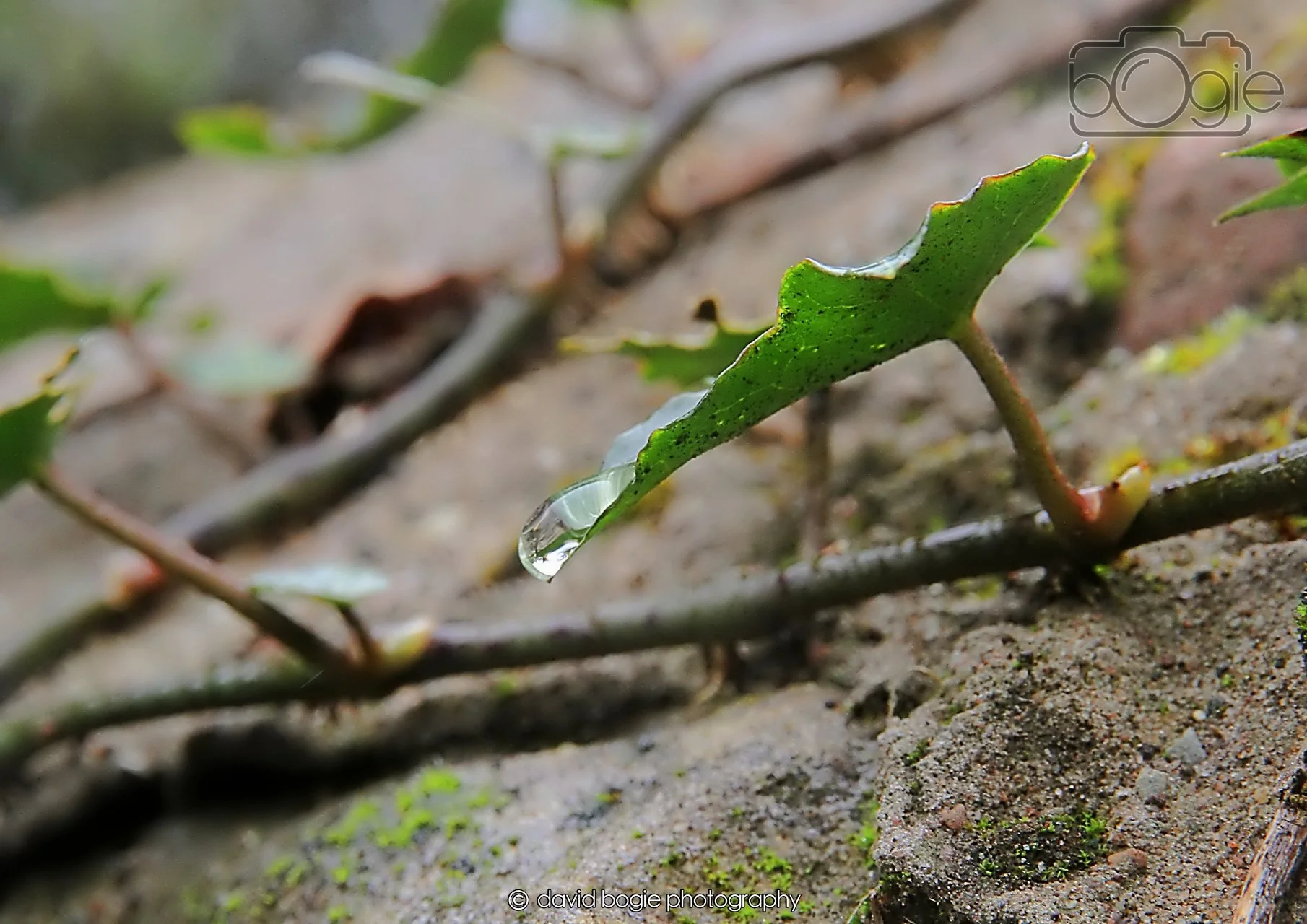 20260401 125751 Culross 0219.jpg