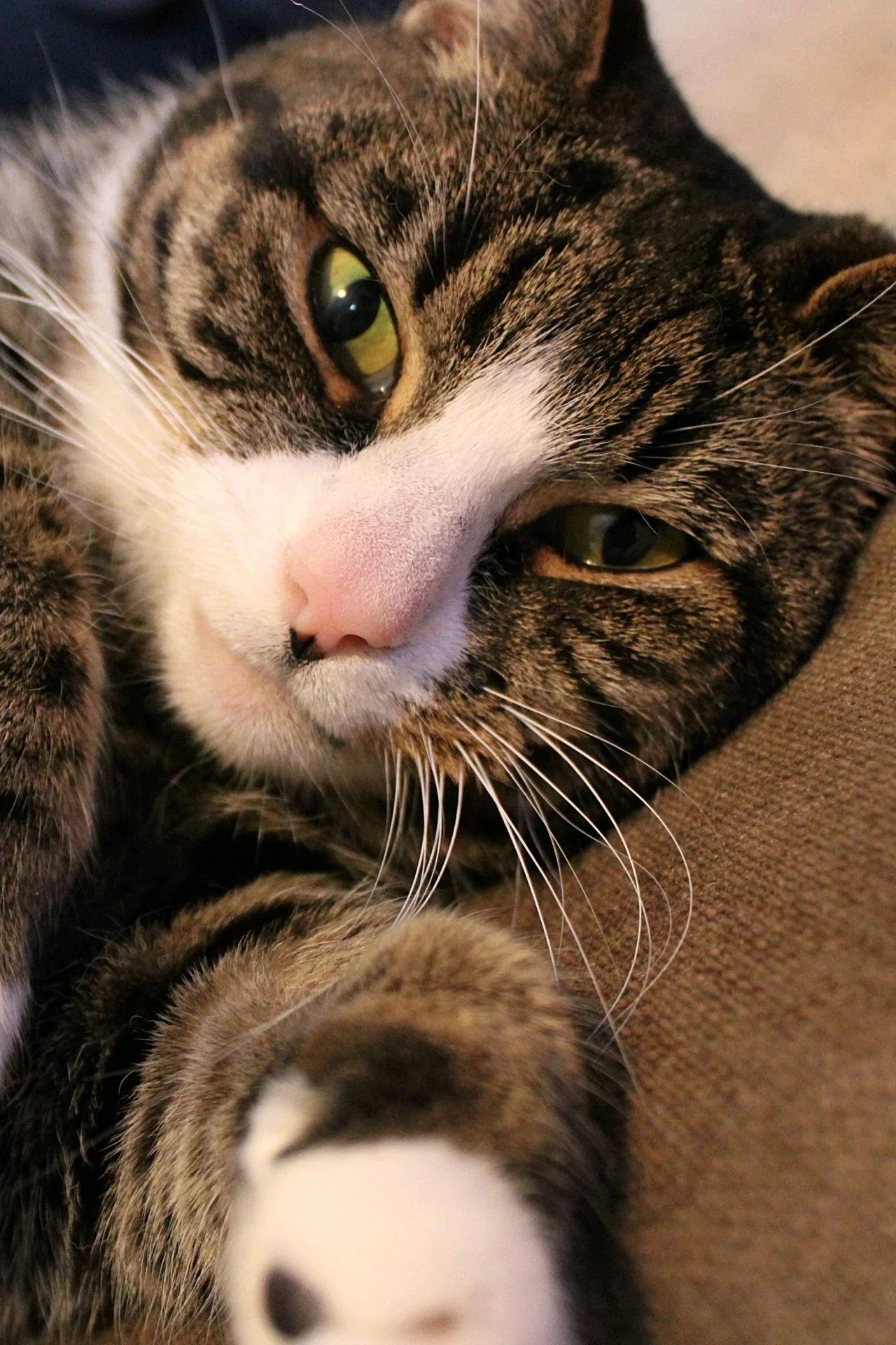 CATS 0025.jpg