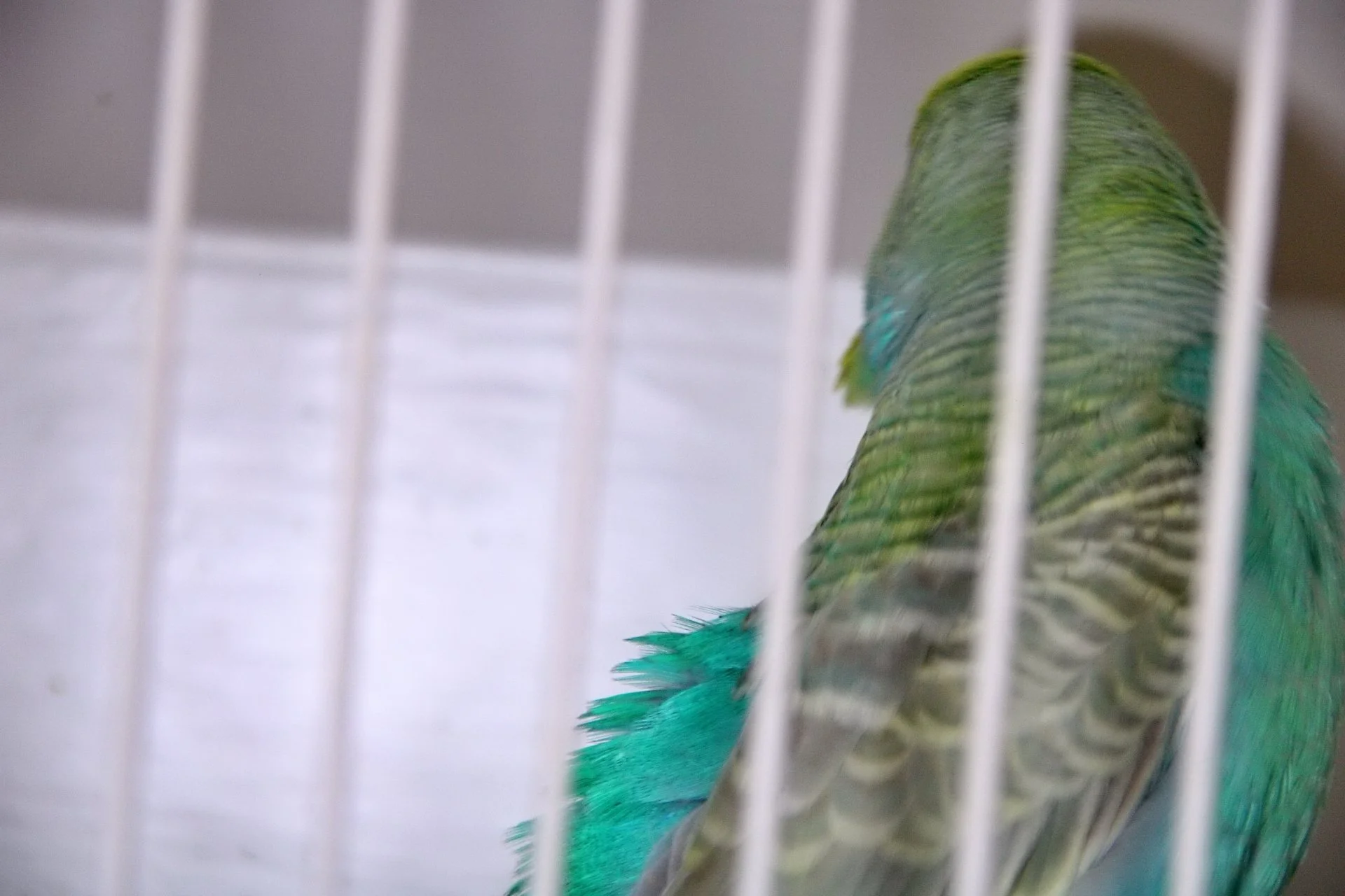 20241103 134125 MCBS Show 0631.JPG