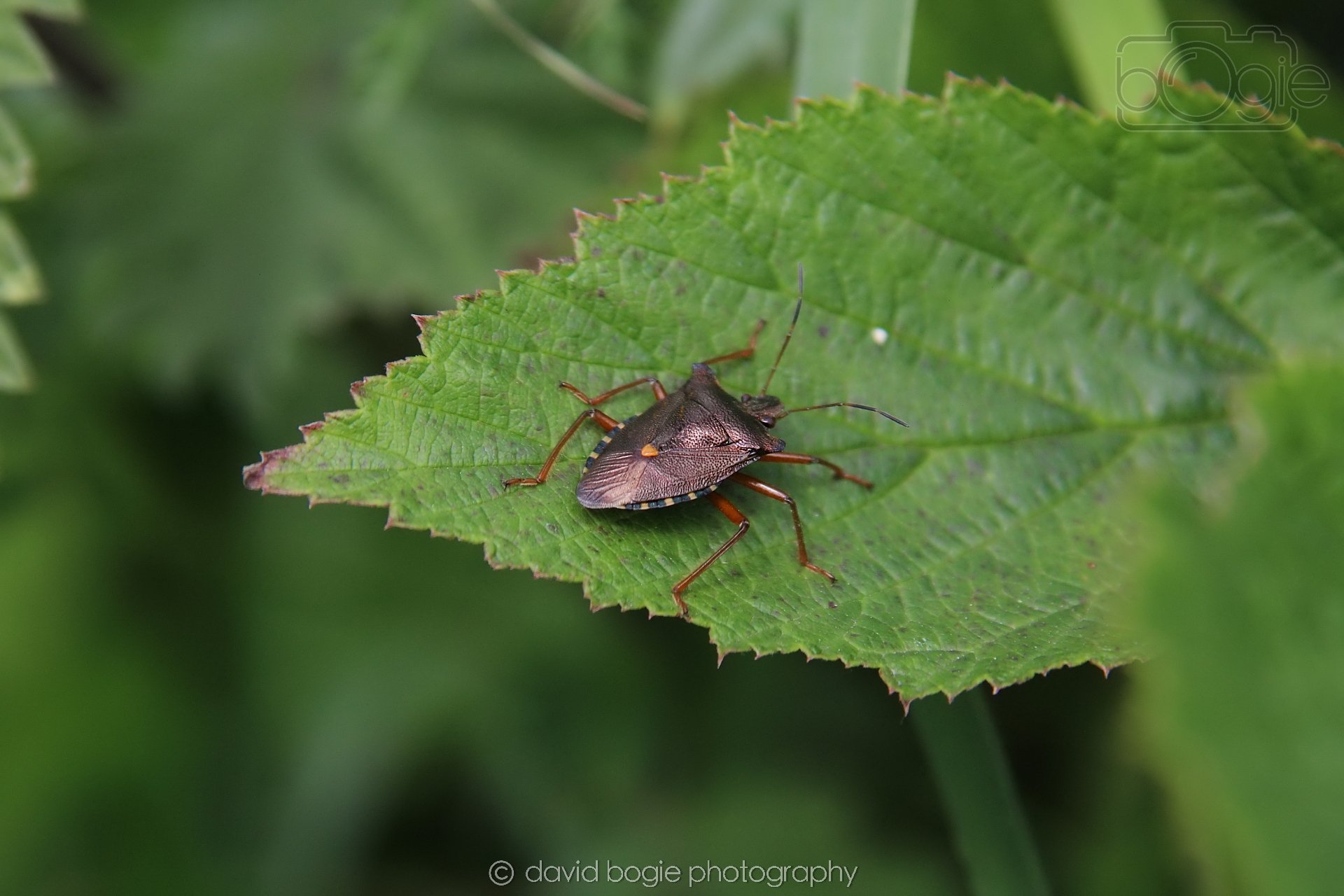 20230710 Lochore Meadows 114200 00000.jpg