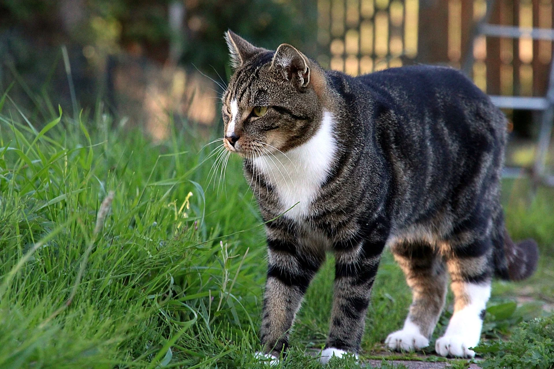 CATS 0225.jpg