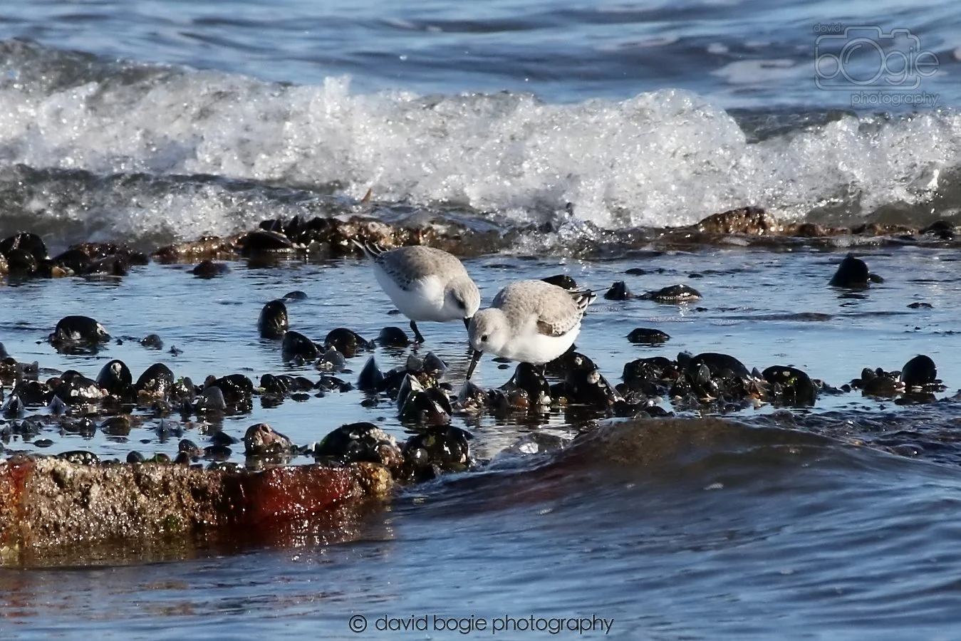 20260307 111053 Kirkcaldy 0042.jpg