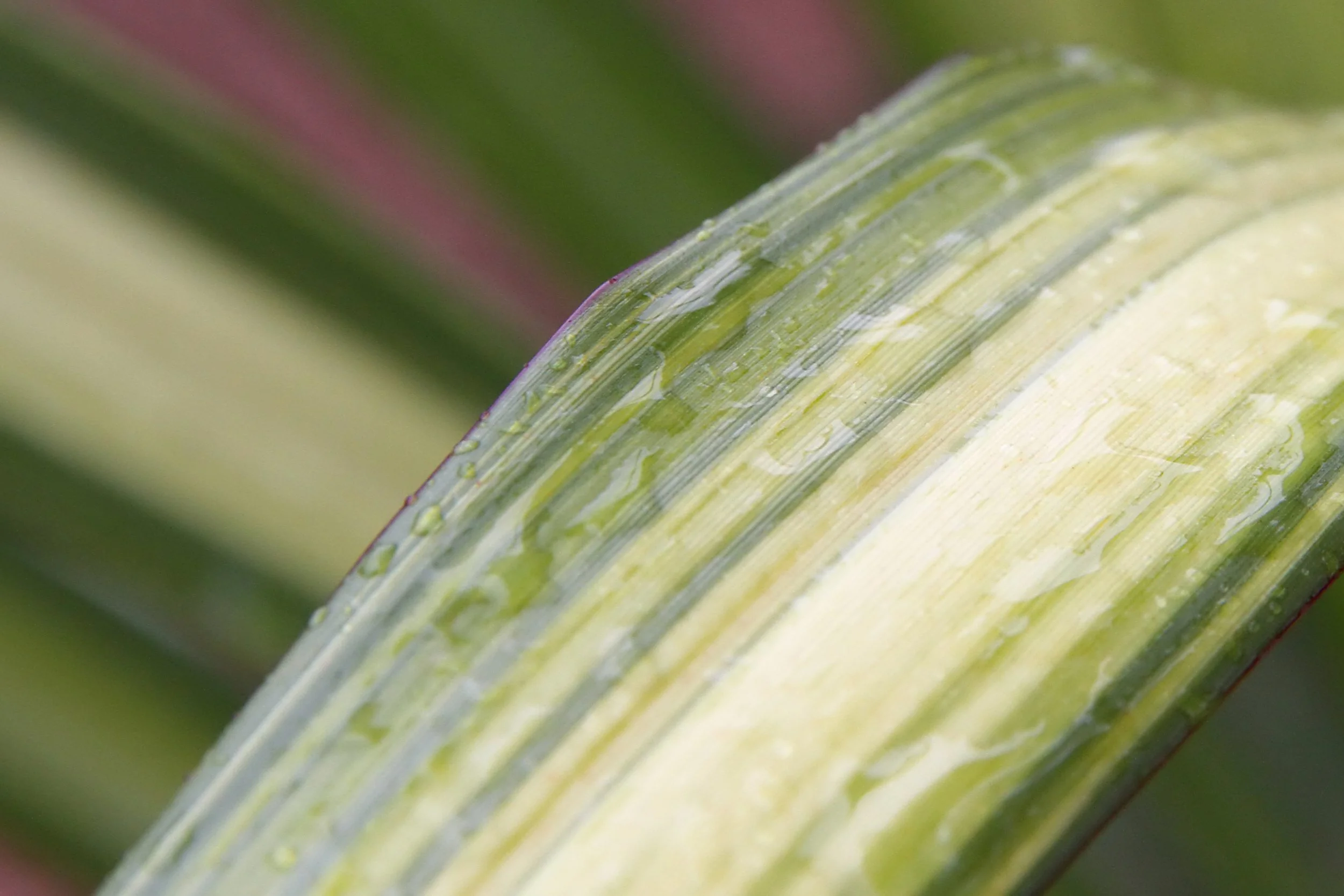 20260403 132318 Dunnikier Sensory Garden 0085.jpg