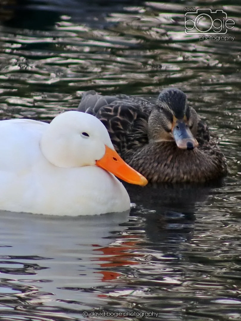 20260103 112008 Beveridge Park 0036.JPG