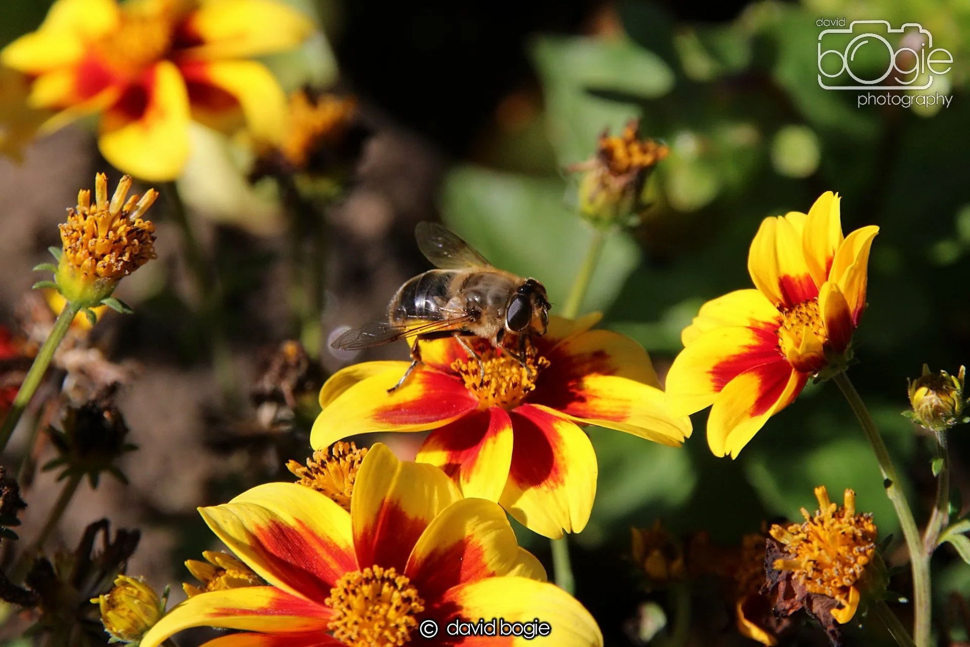 20240918 114426 Beveridge 0141.JPG