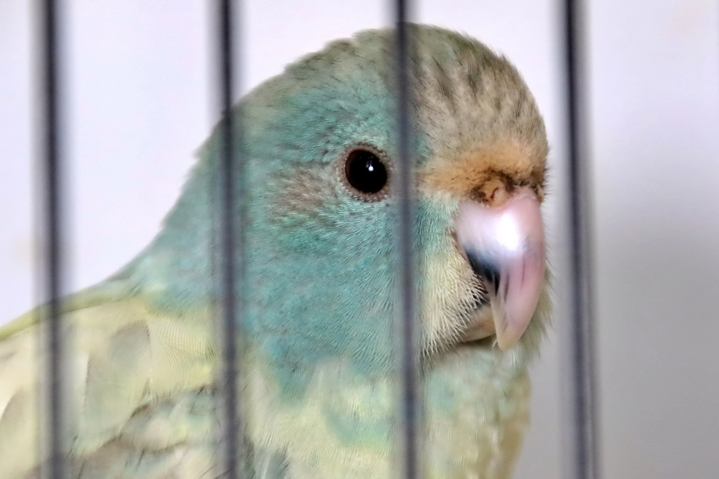 20251102 125313 Markinch CBS  0606.JPG