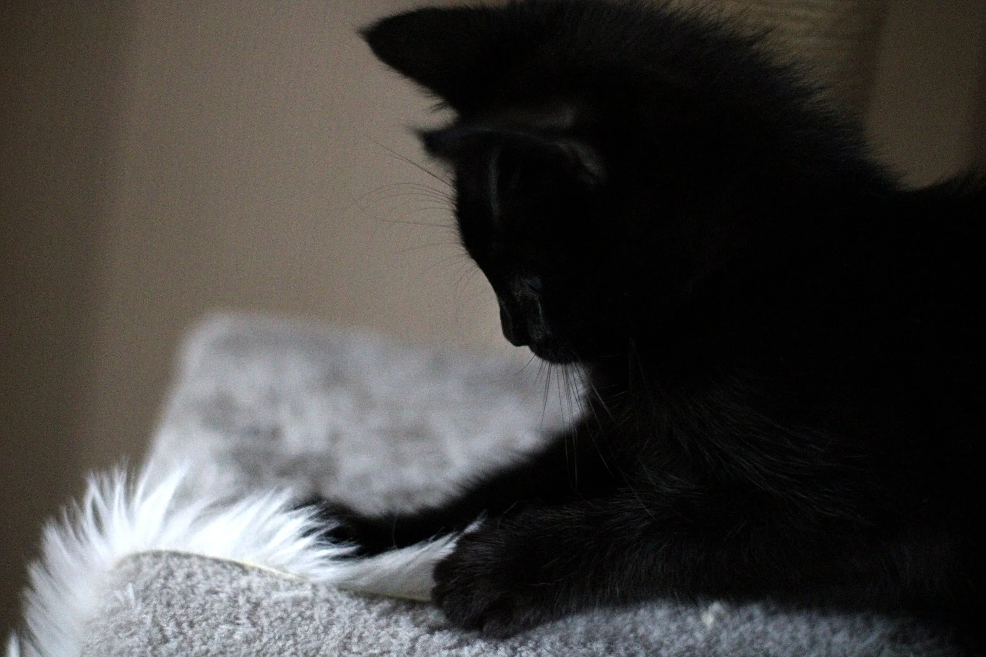 CATS 0176.jpg