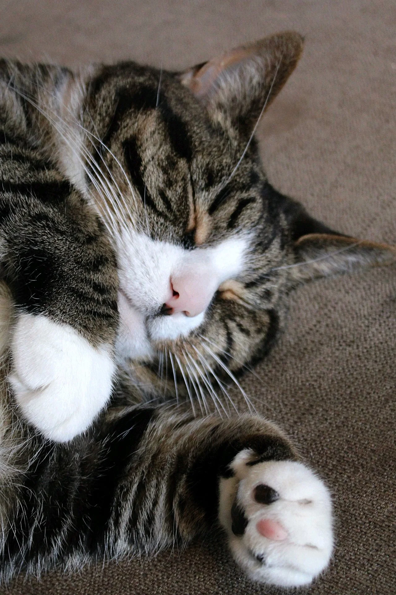 CATS 0026.jpg