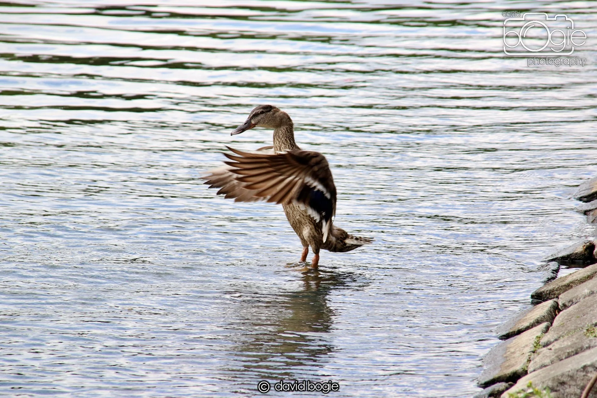 20250613 120136 Beveridge 0058.JPG