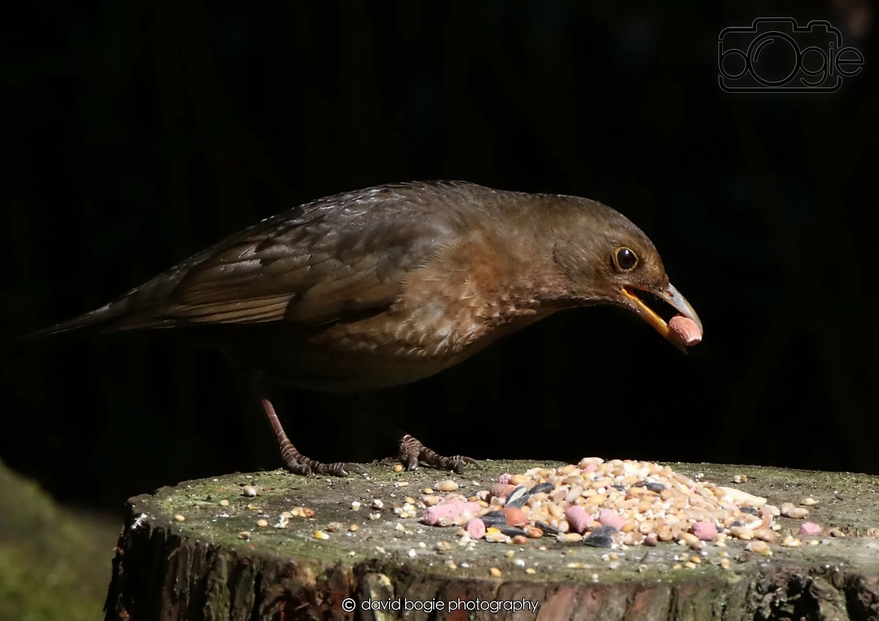 20260403 121348 Dunnikier 0047.jpg