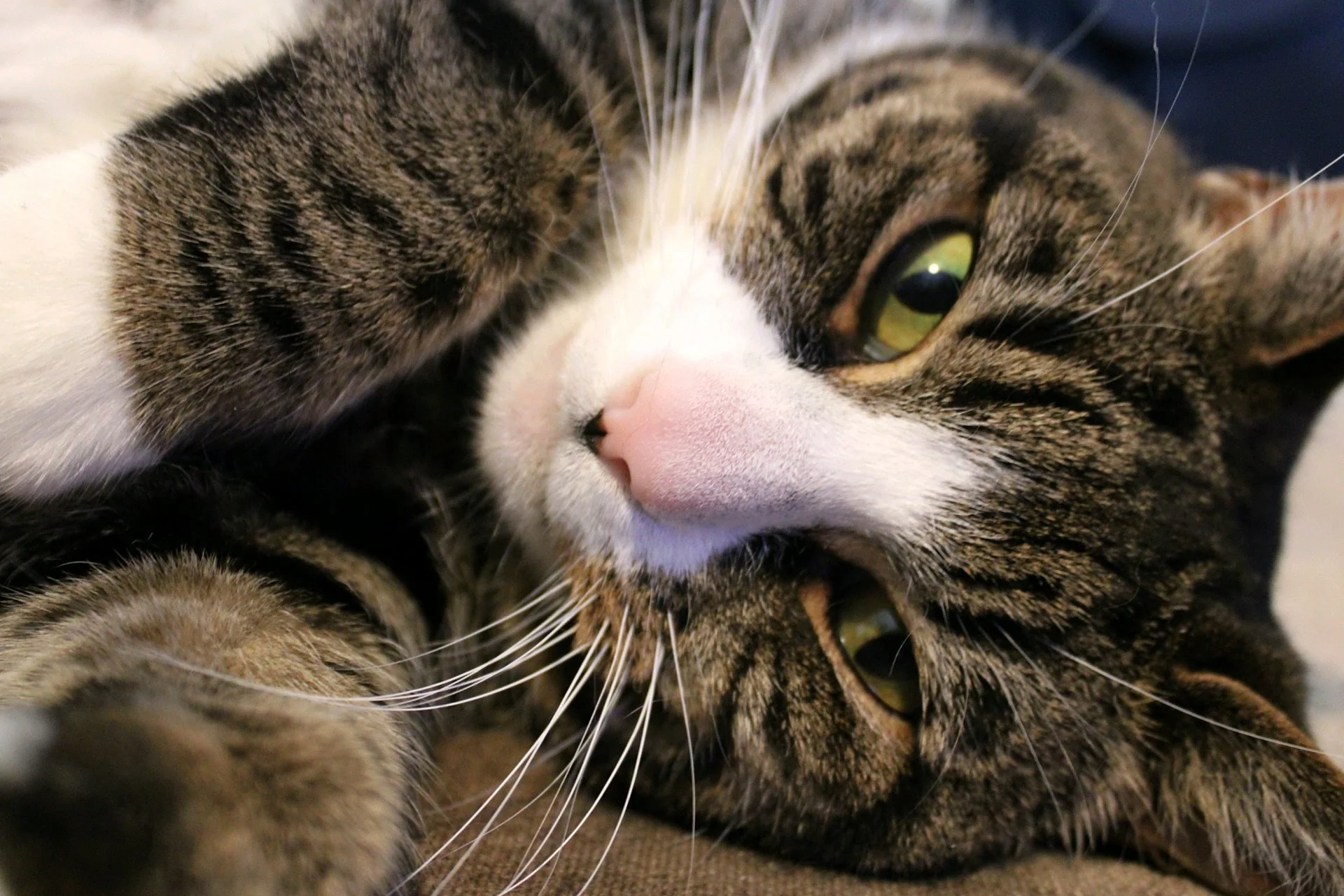 CATS 0028.jpg
