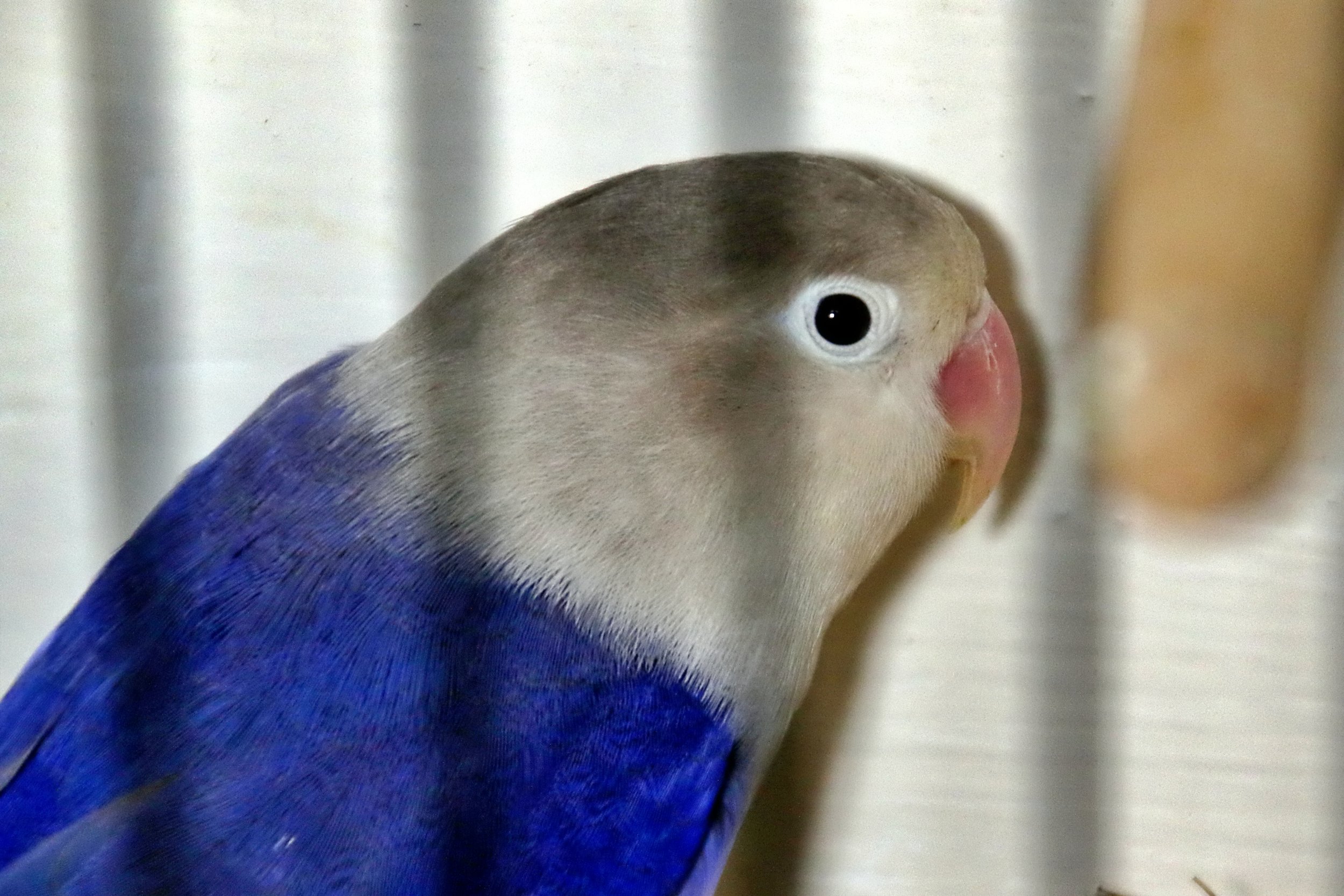 20251102 124849 Markinch CBS  0557.JPG