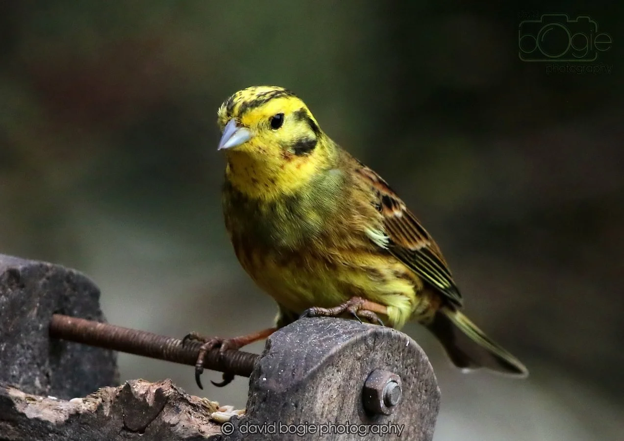 20260215 132446 Silverburn 0157.jpg