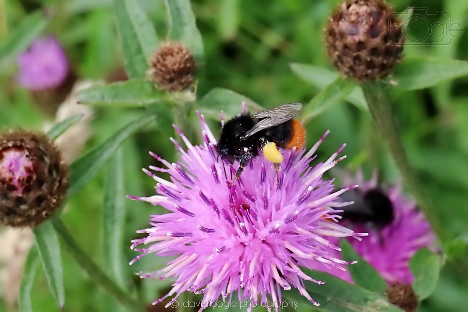 20250721 113909 Kirkcaldy 0113.jpg