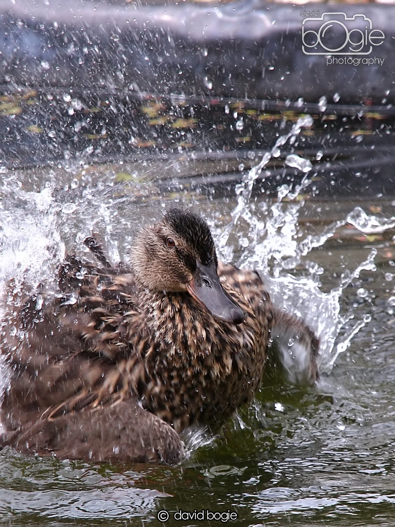 20240722 133228 Beveridge 0085.JPG