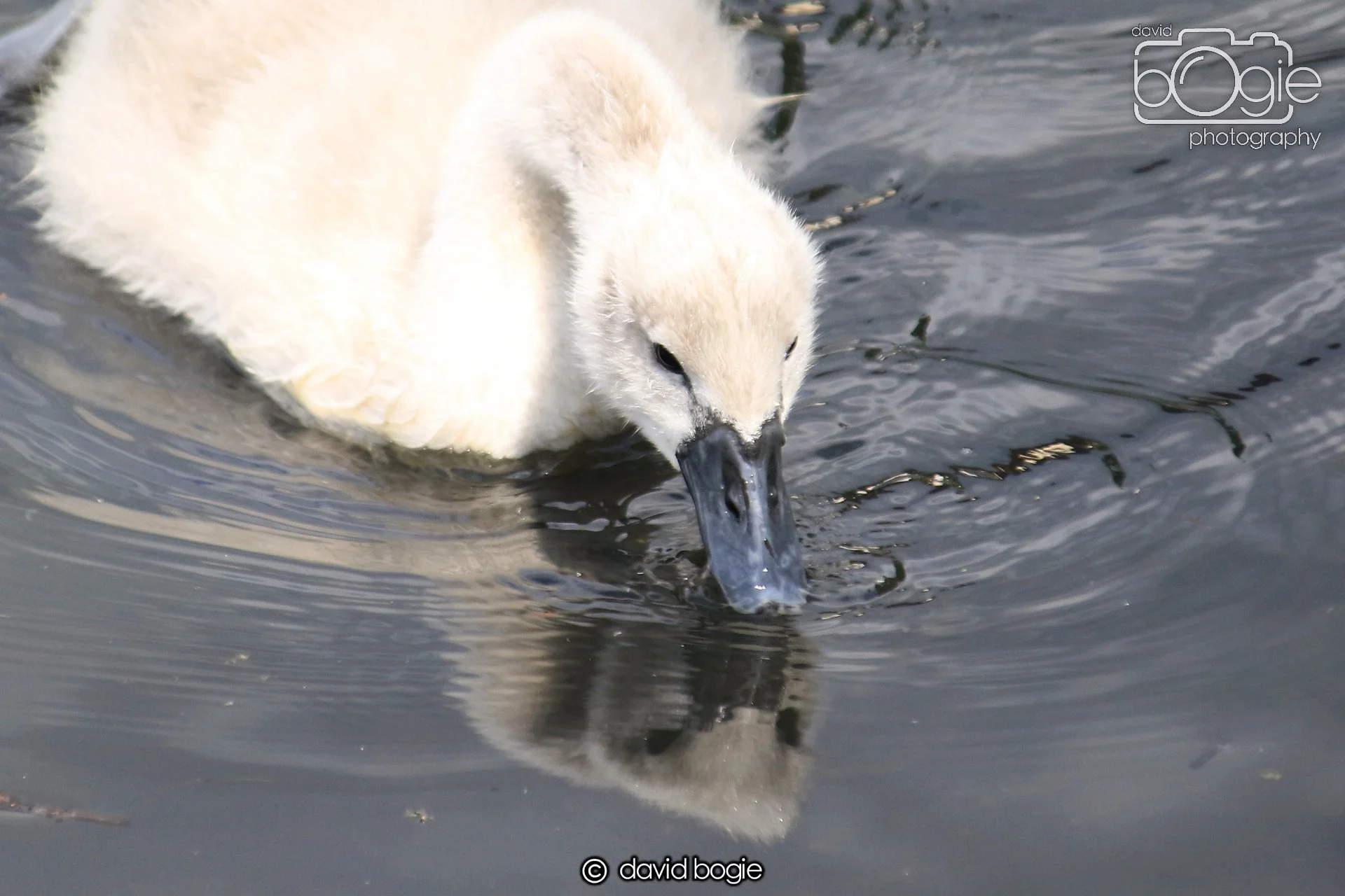 20250613 114044 Beveridge 0010.JPG