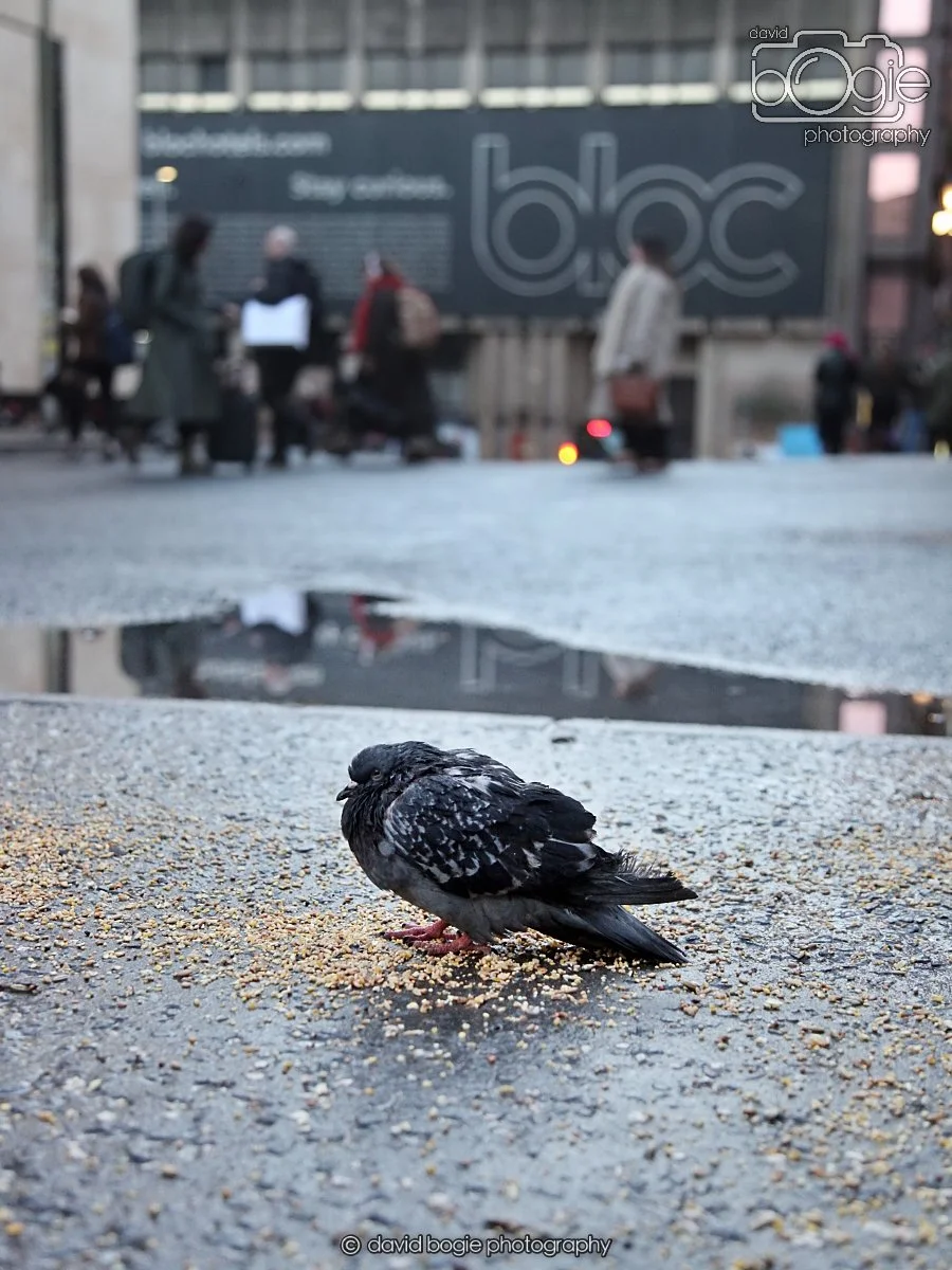 20260115 161114 Glasgow 0204.JPG