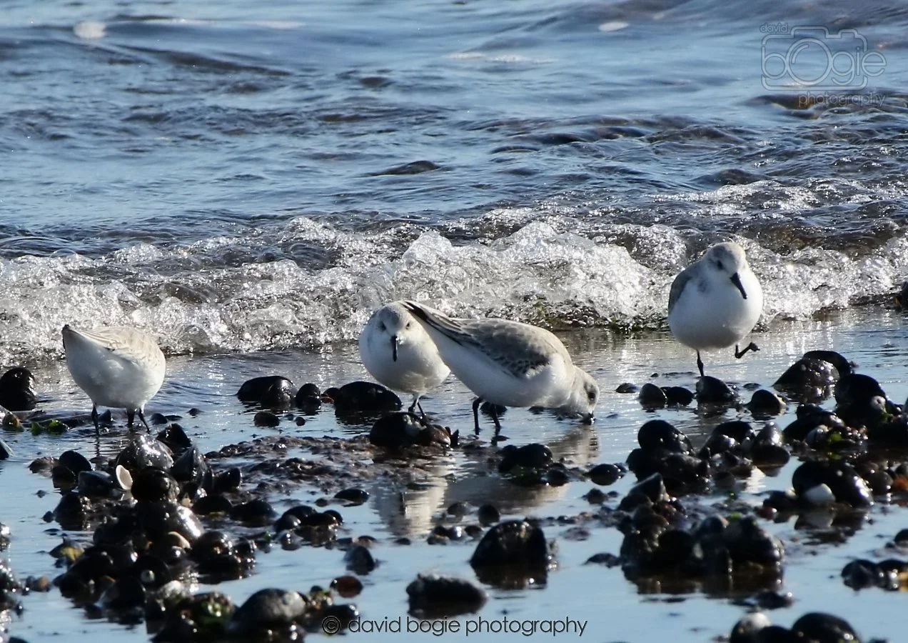 20260307 111235 Kirkcaldy 0058.jpg