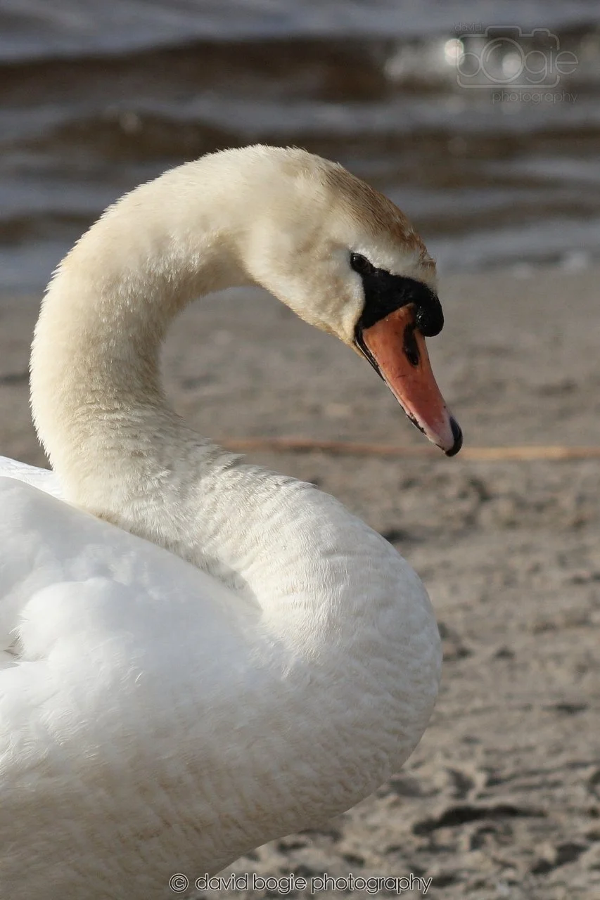 SWAN005