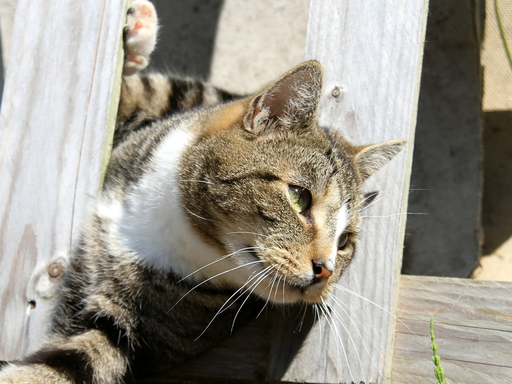 CATS 0419.jpg