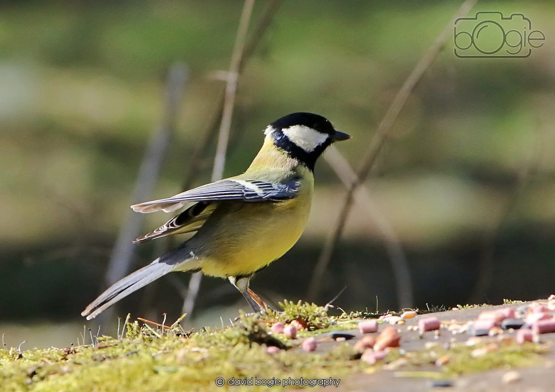 20260402 123821 Ravenscraig 0473.jpg