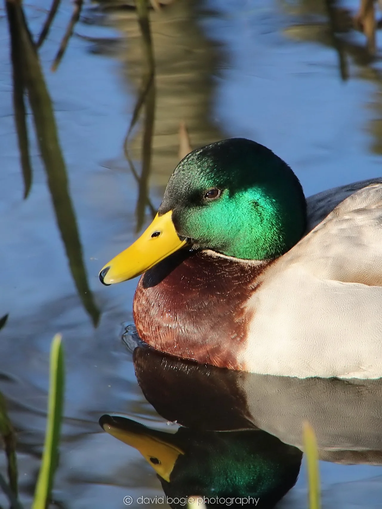 YEAR20240207 Lochore Meadows 0425.jpg