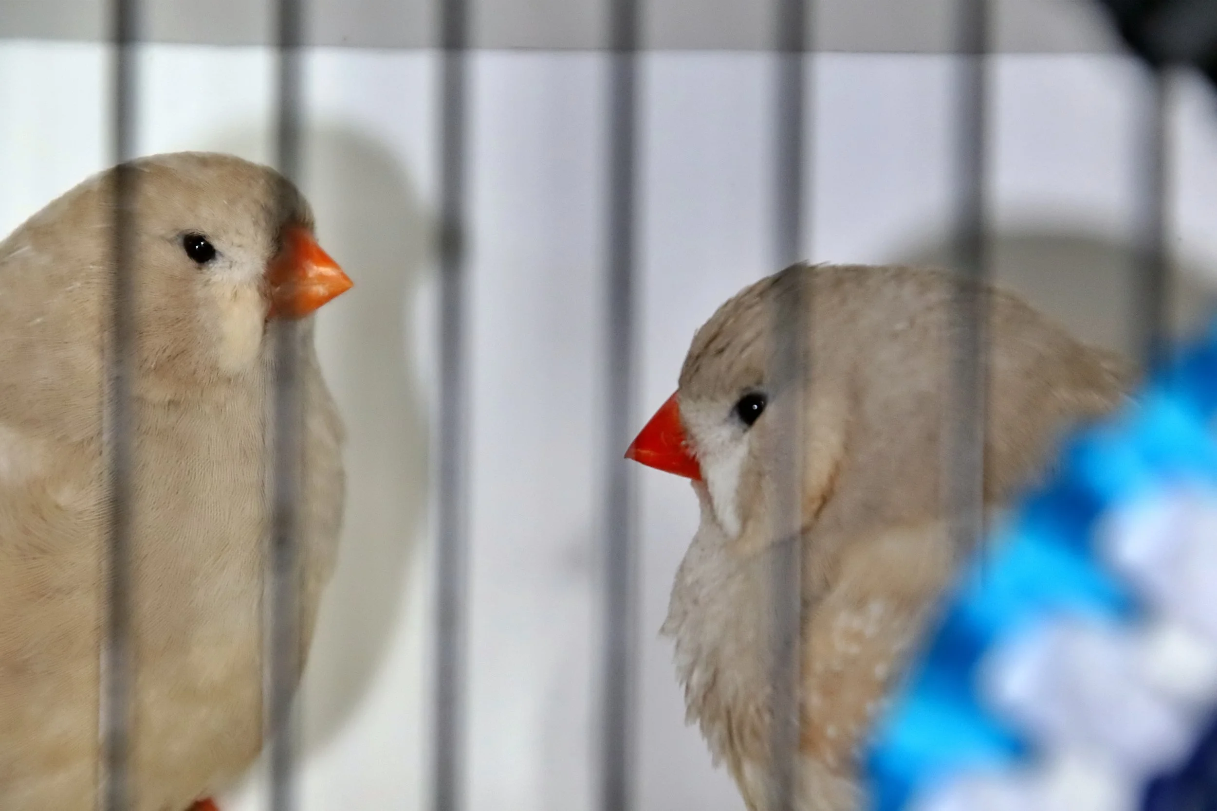 20251102 130205 Markinch CBS  0675.JPG