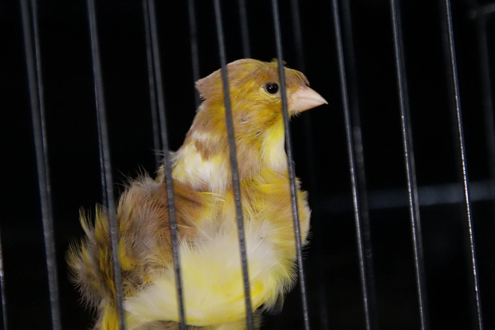 20241103 131234 MCBS Show 0497.JPG