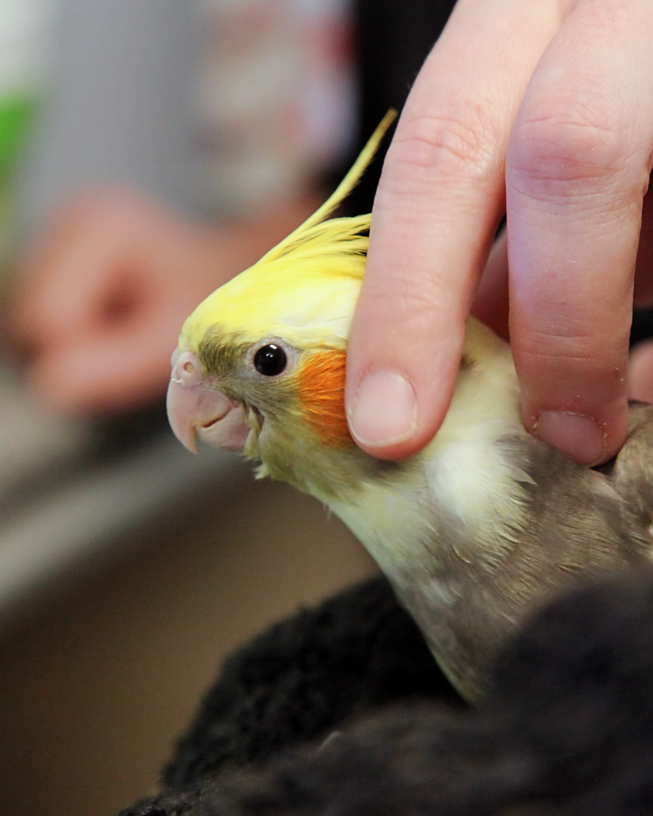 20260212 120618 IMG_0193.png