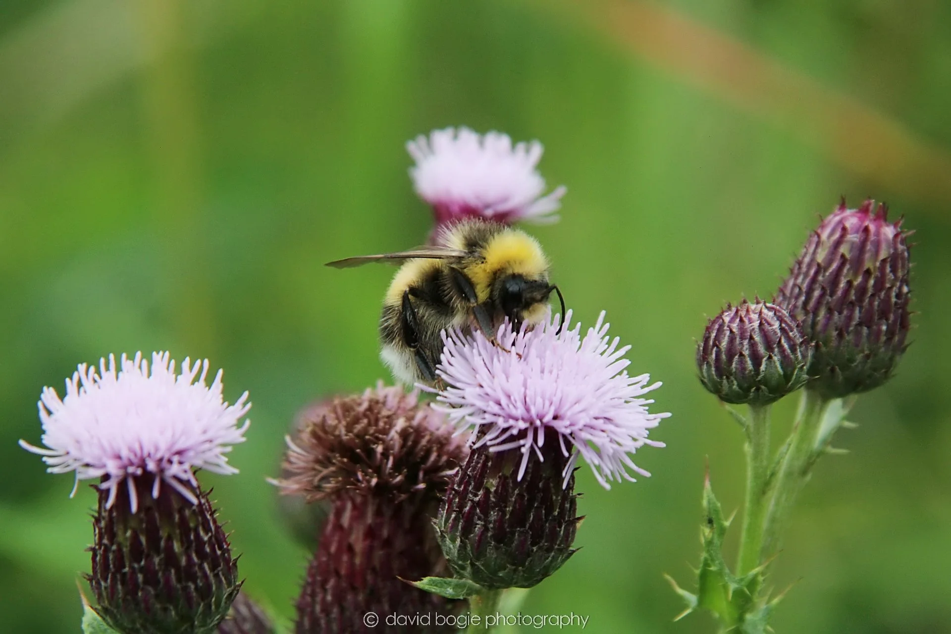 YEAR20230710 Lochore Meadows 122100 00001.jpg