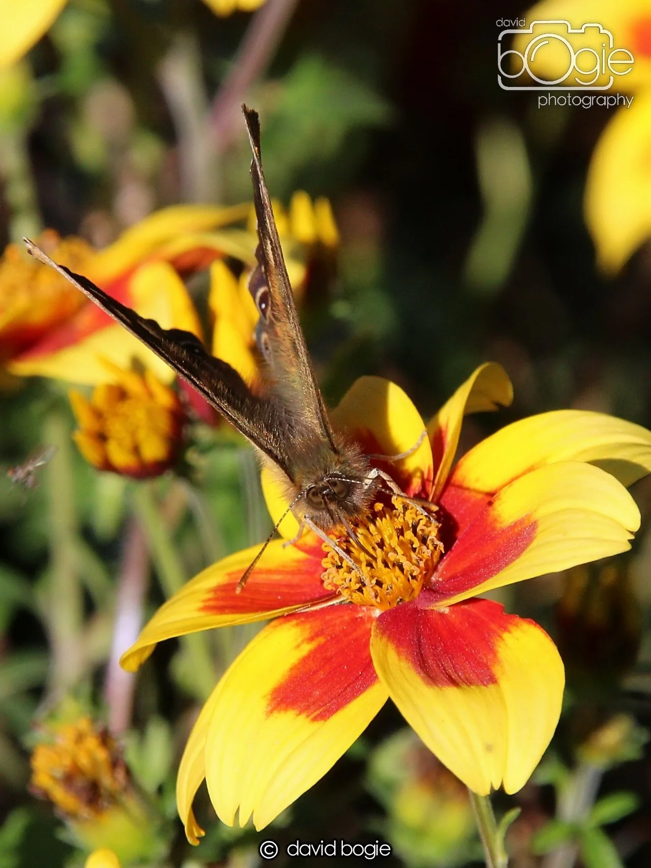 20240918 114932 Beveridge 0165.JPG