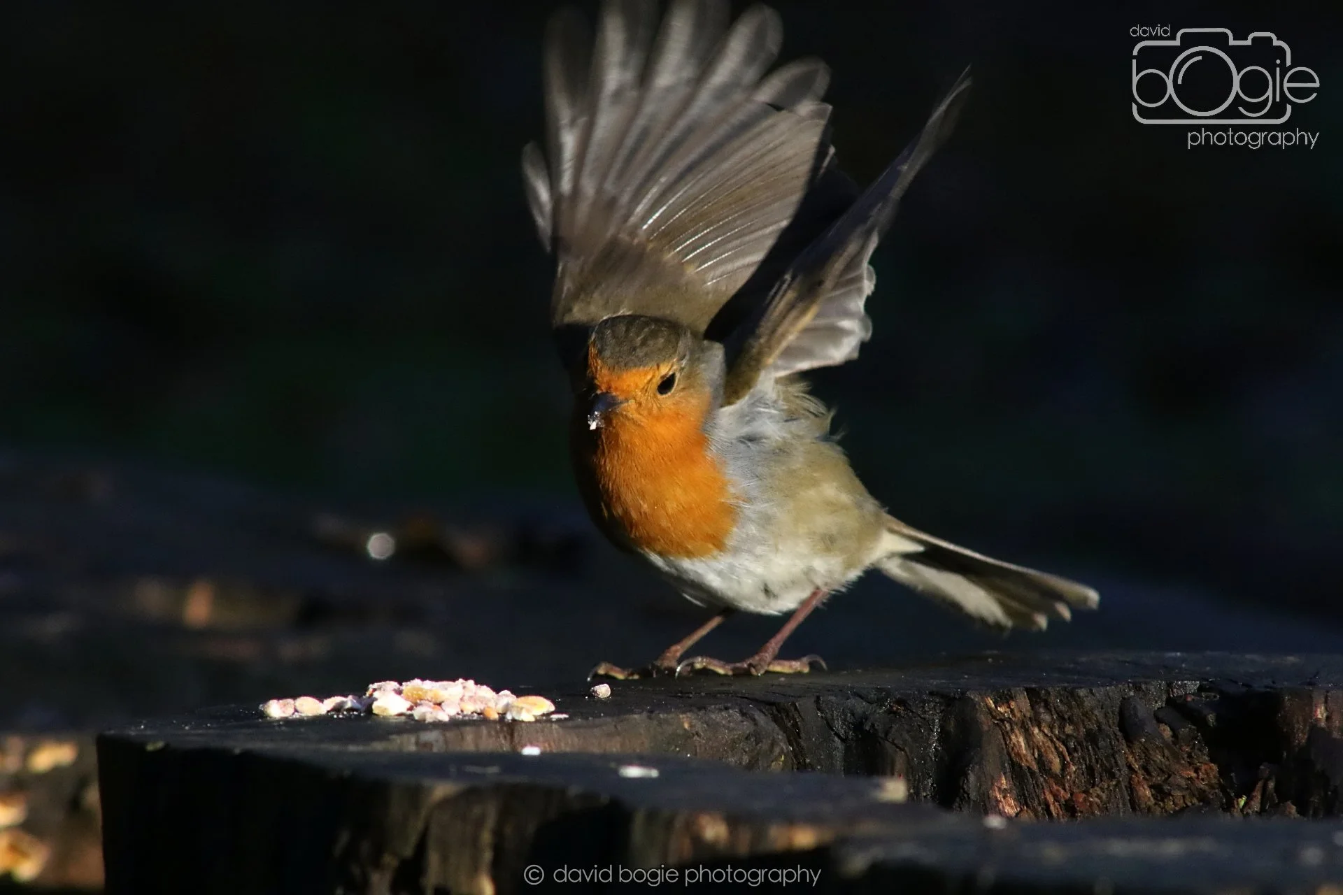 20251125 142711 Silverburn 0691.JPG