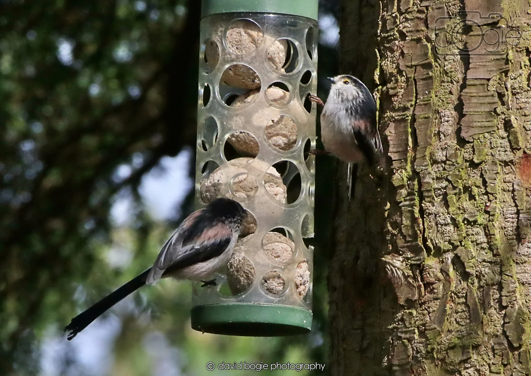 20260403 120829 Dunnikier 0015.jpg