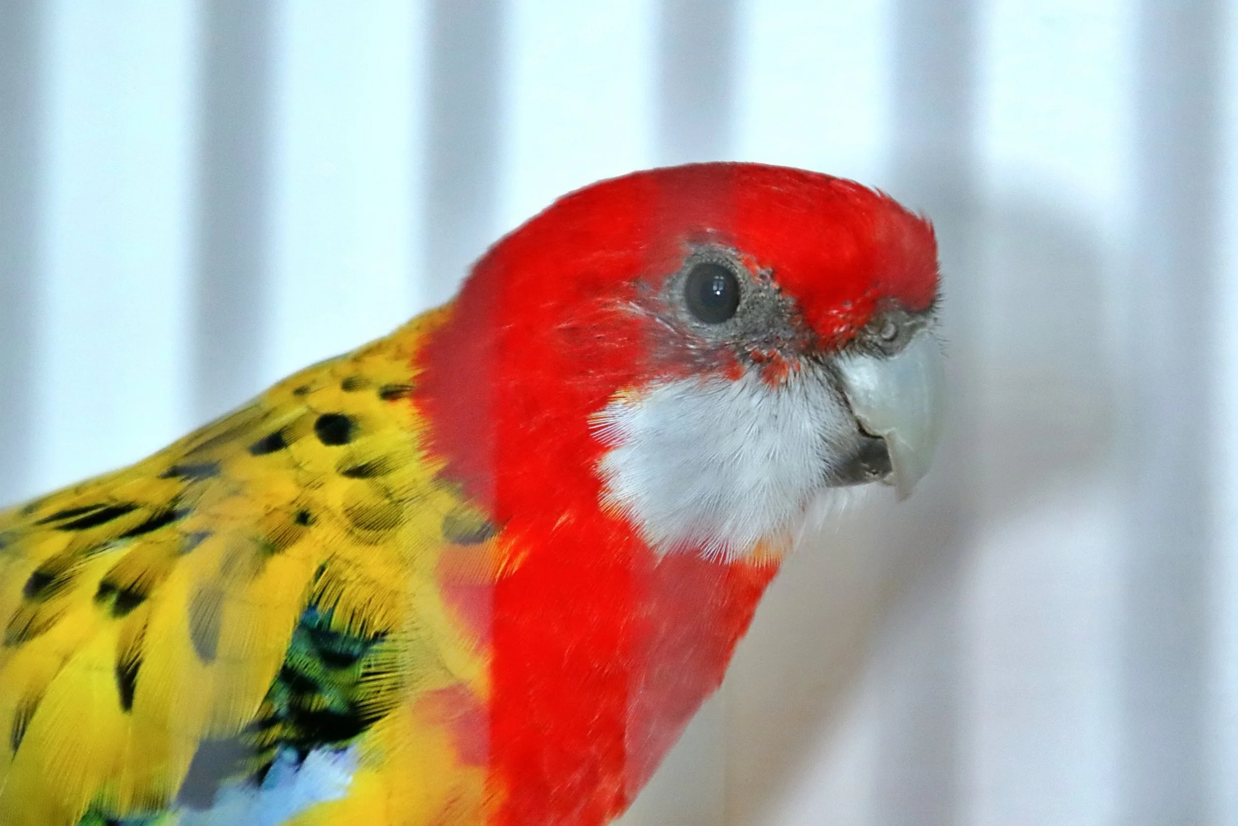 20251102 125221 Markinch CBS  0594.JPG