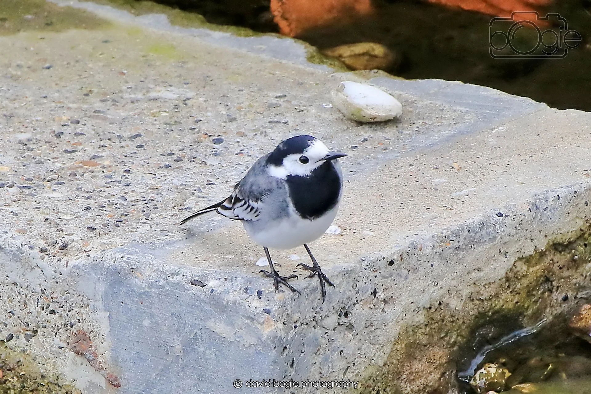 20260415 120552 Links Market 0166.jpg