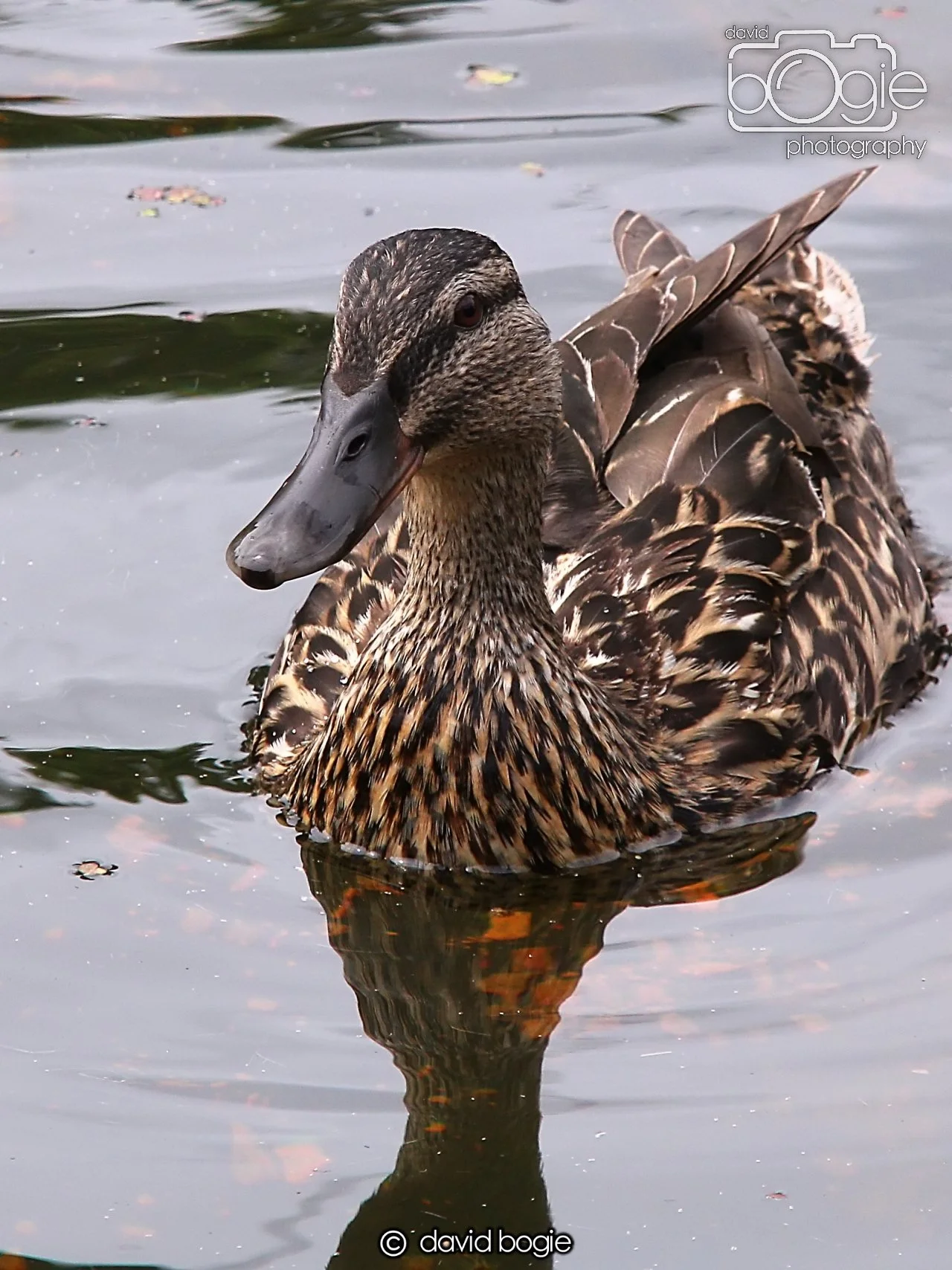 20240722 132115 Beveridge 0078.JPG