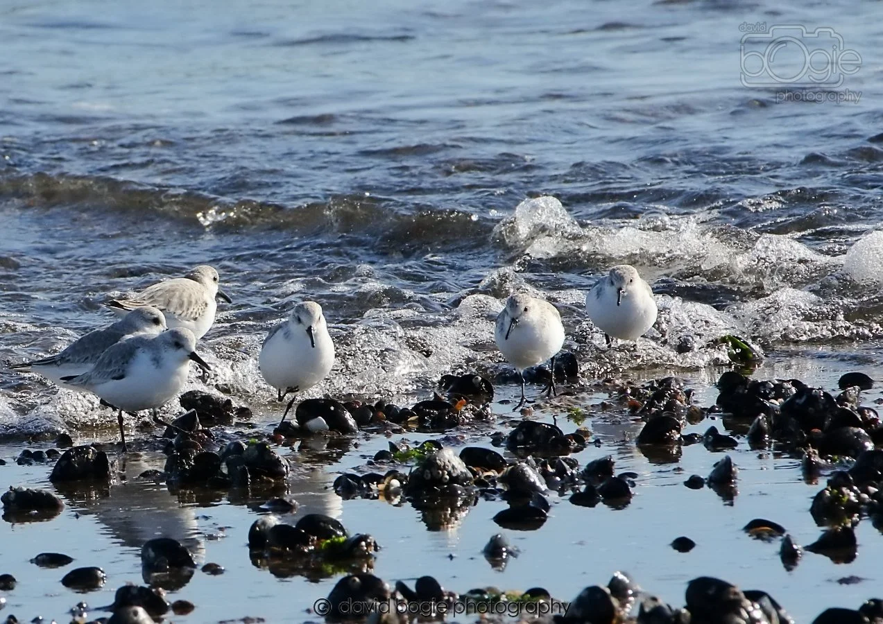 20260307 111236 Kirkcaldy 0060.jpg