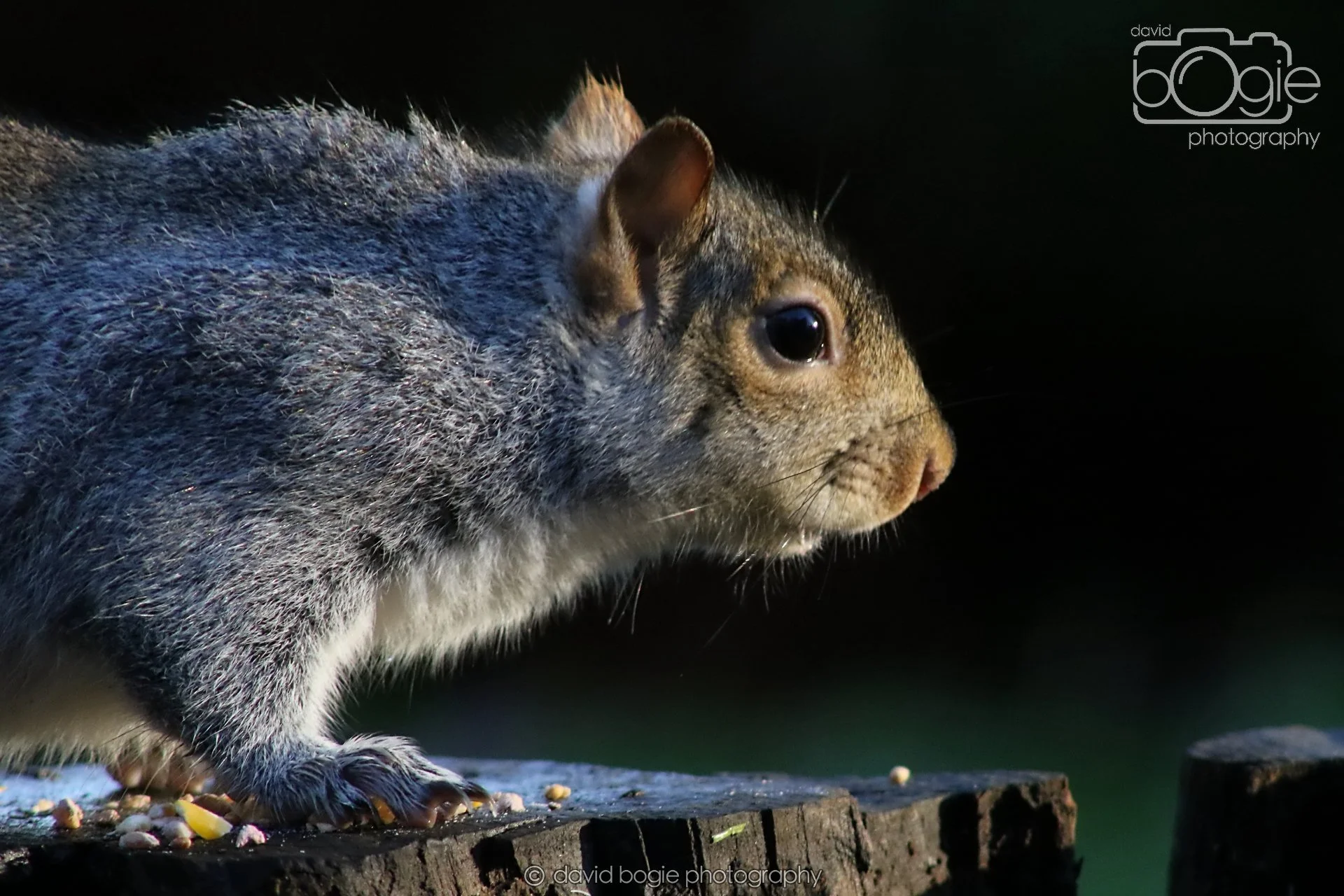 20251125 143139 Silverburn 0767.JPG