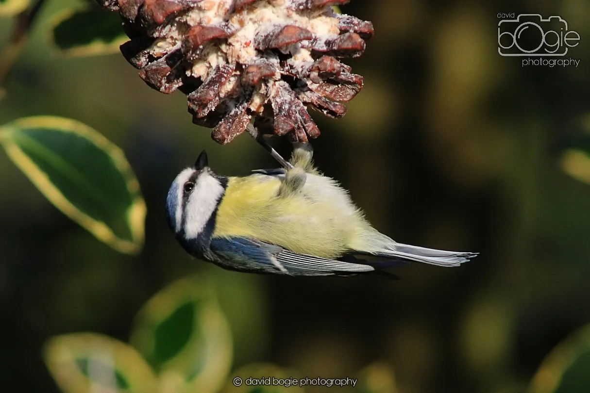 20251231 135328 Silverburn 0342.JPG