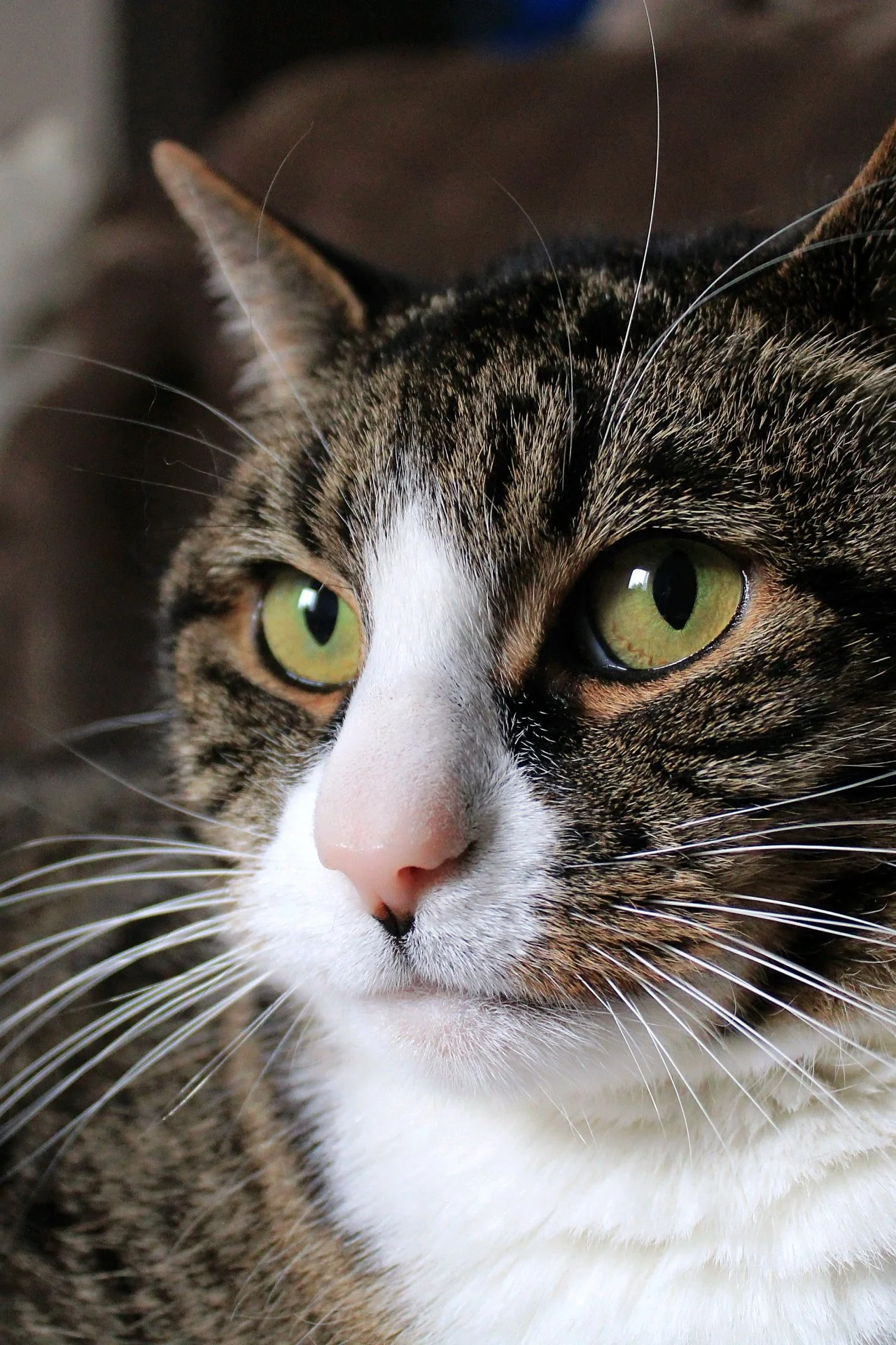 CATS 0036.jpg