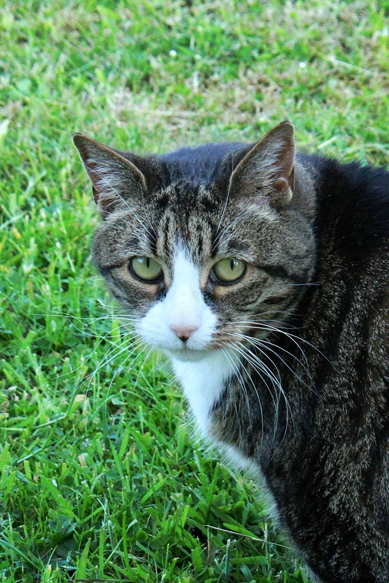 CATS 0079.jpg