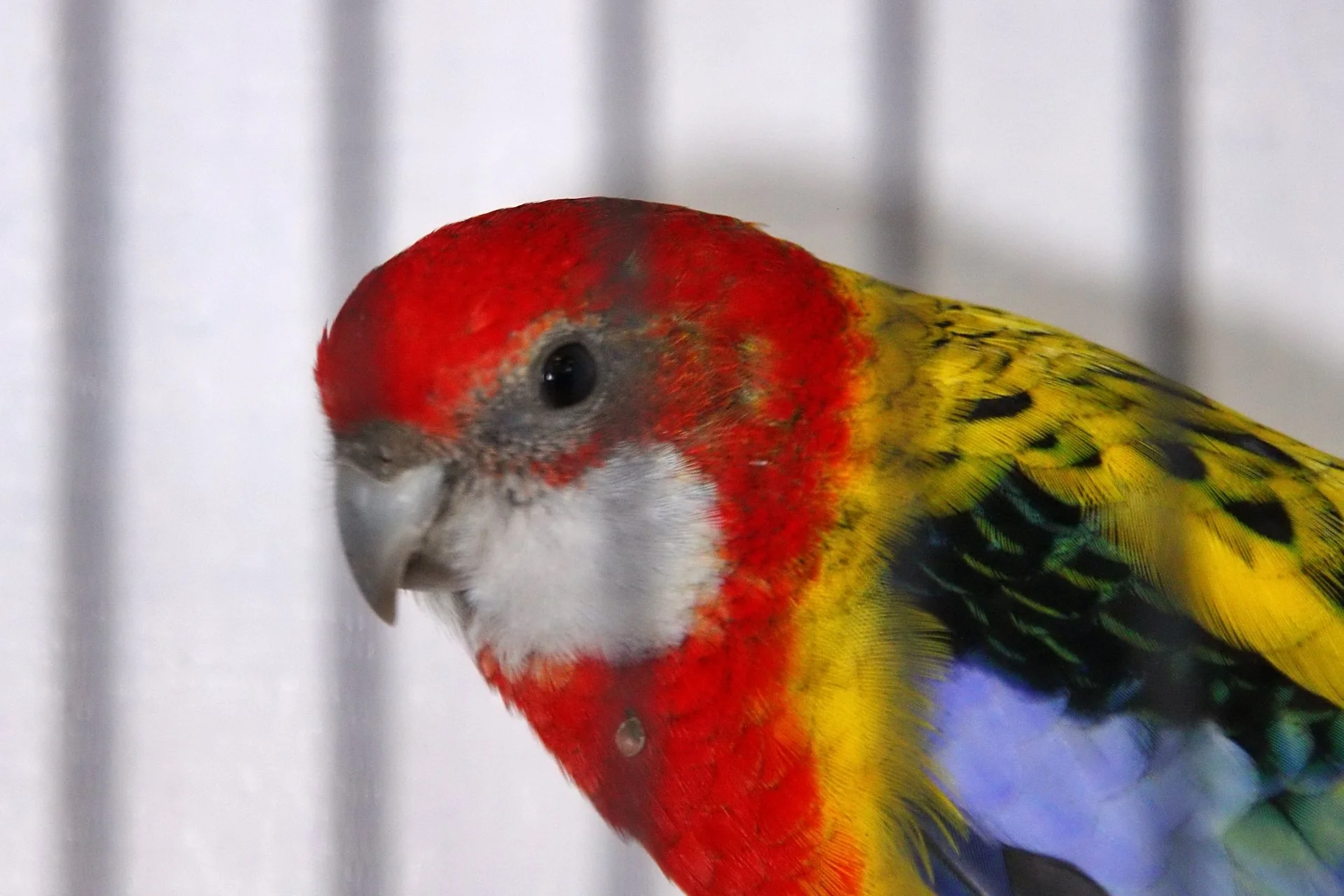 20241103 130821 MCBS Show 0471.JPG