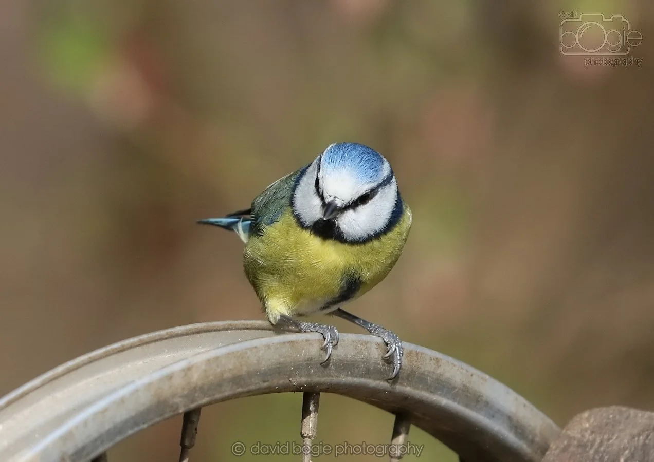 20260314 144313 Silverburn 0344.jpg