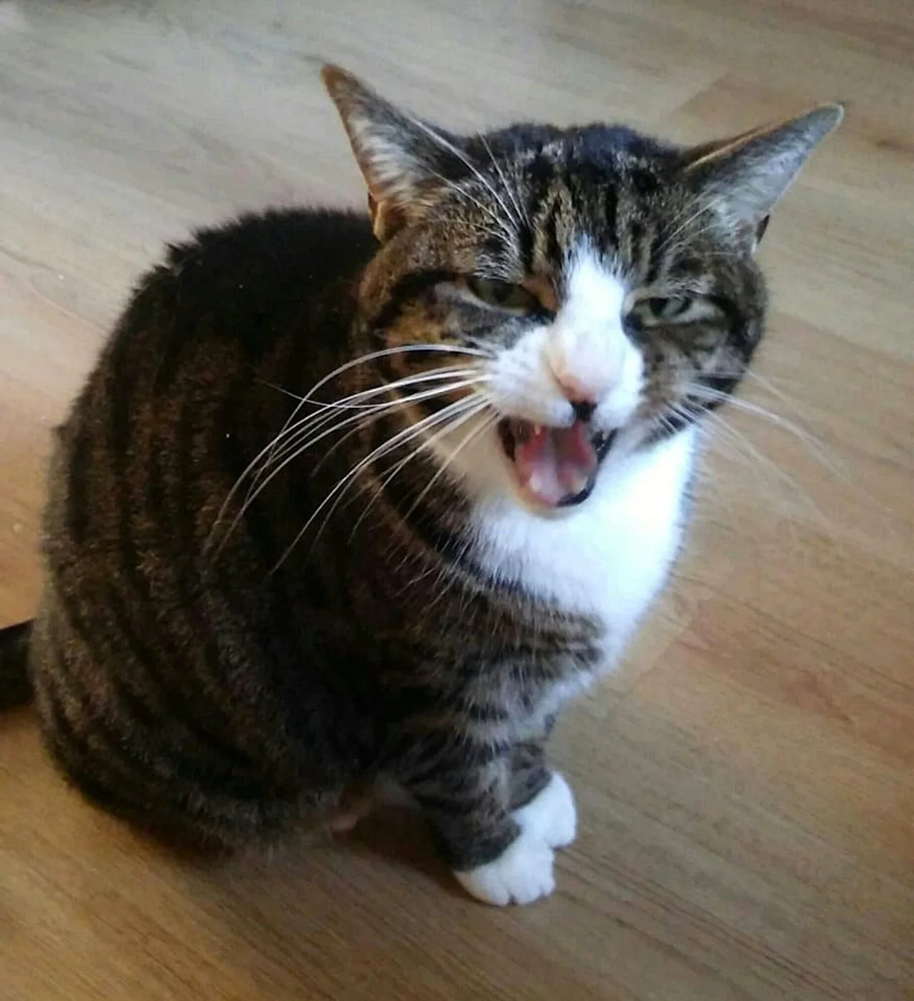 CATS 0008.jpg