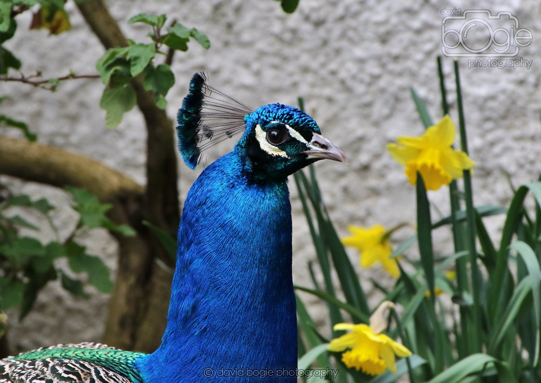 20260324 123127 Pittencrieff Park 0213.jpg