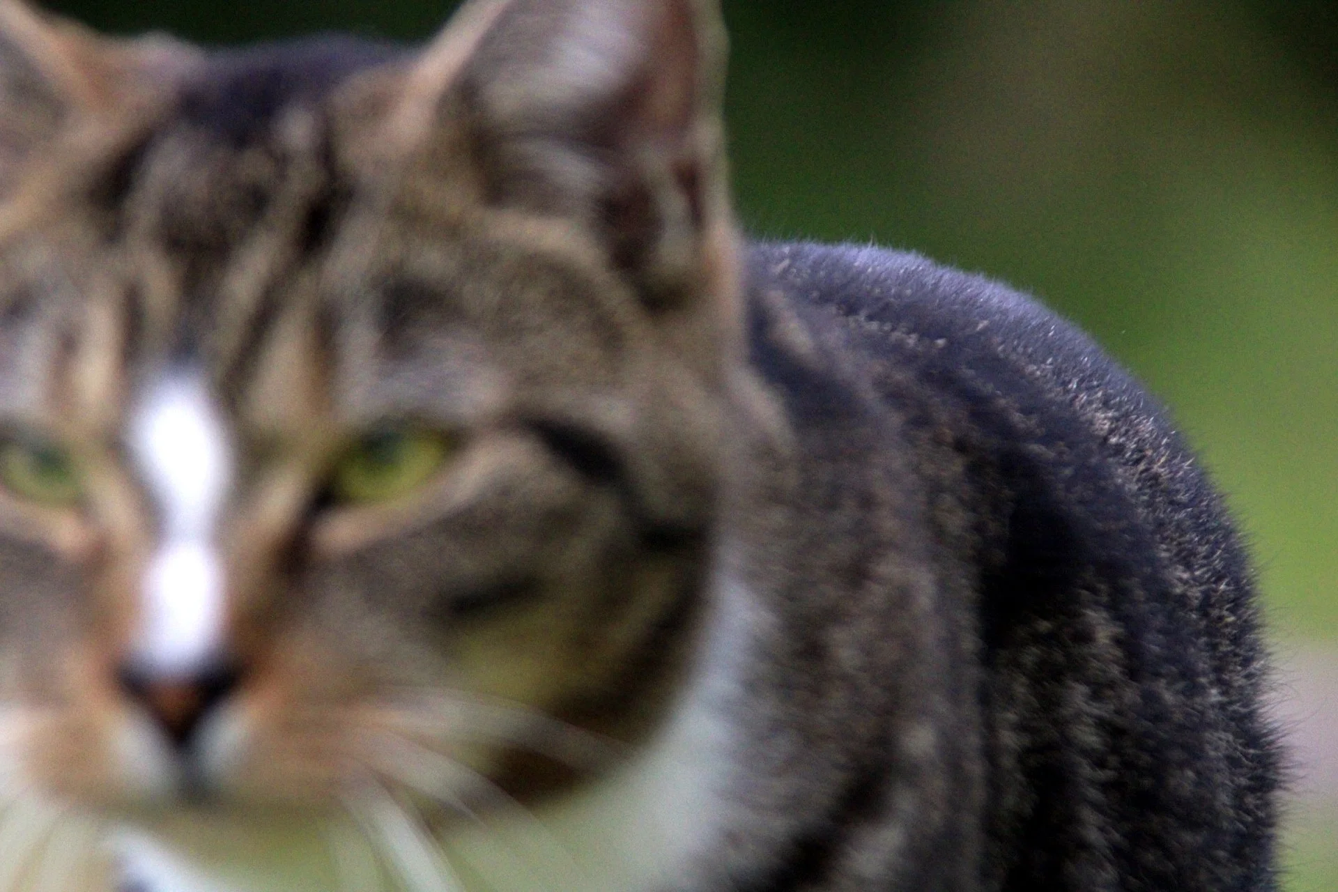 CATS 0191.jpg