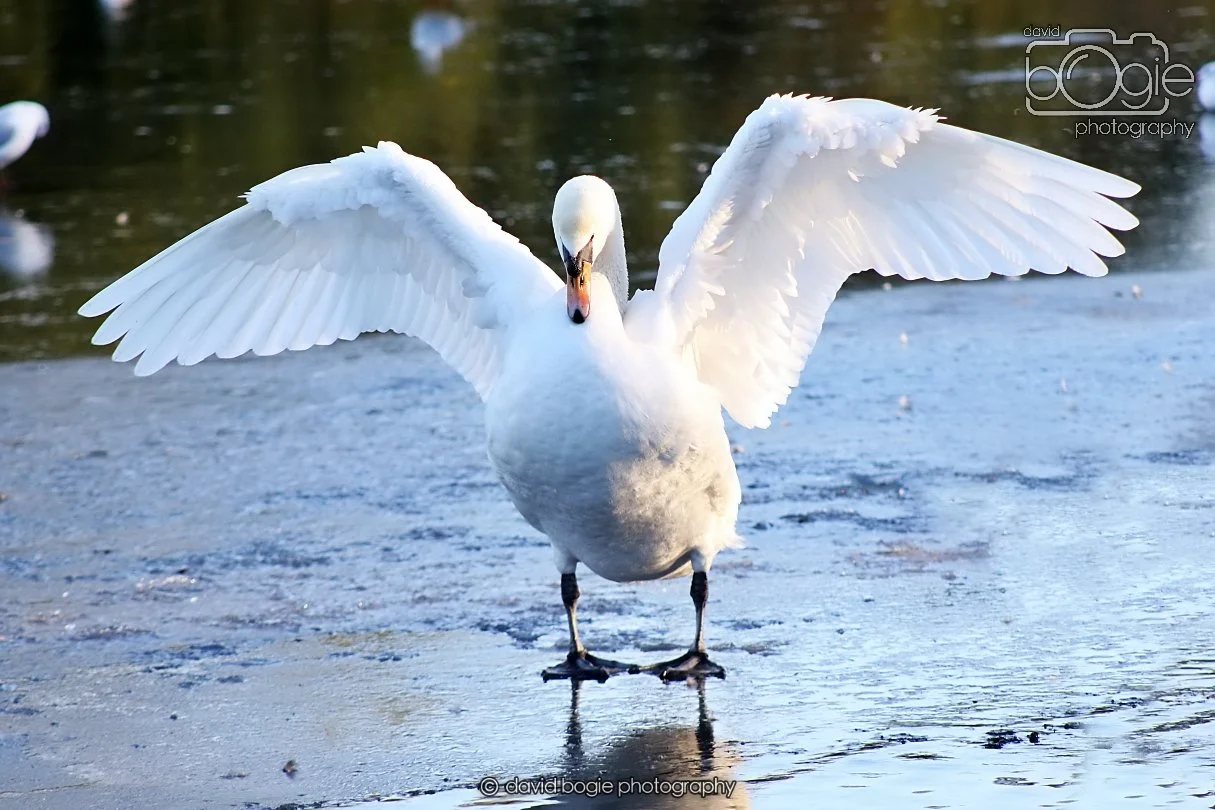 20260103 112034 Beveridge Park 0051b.jpg