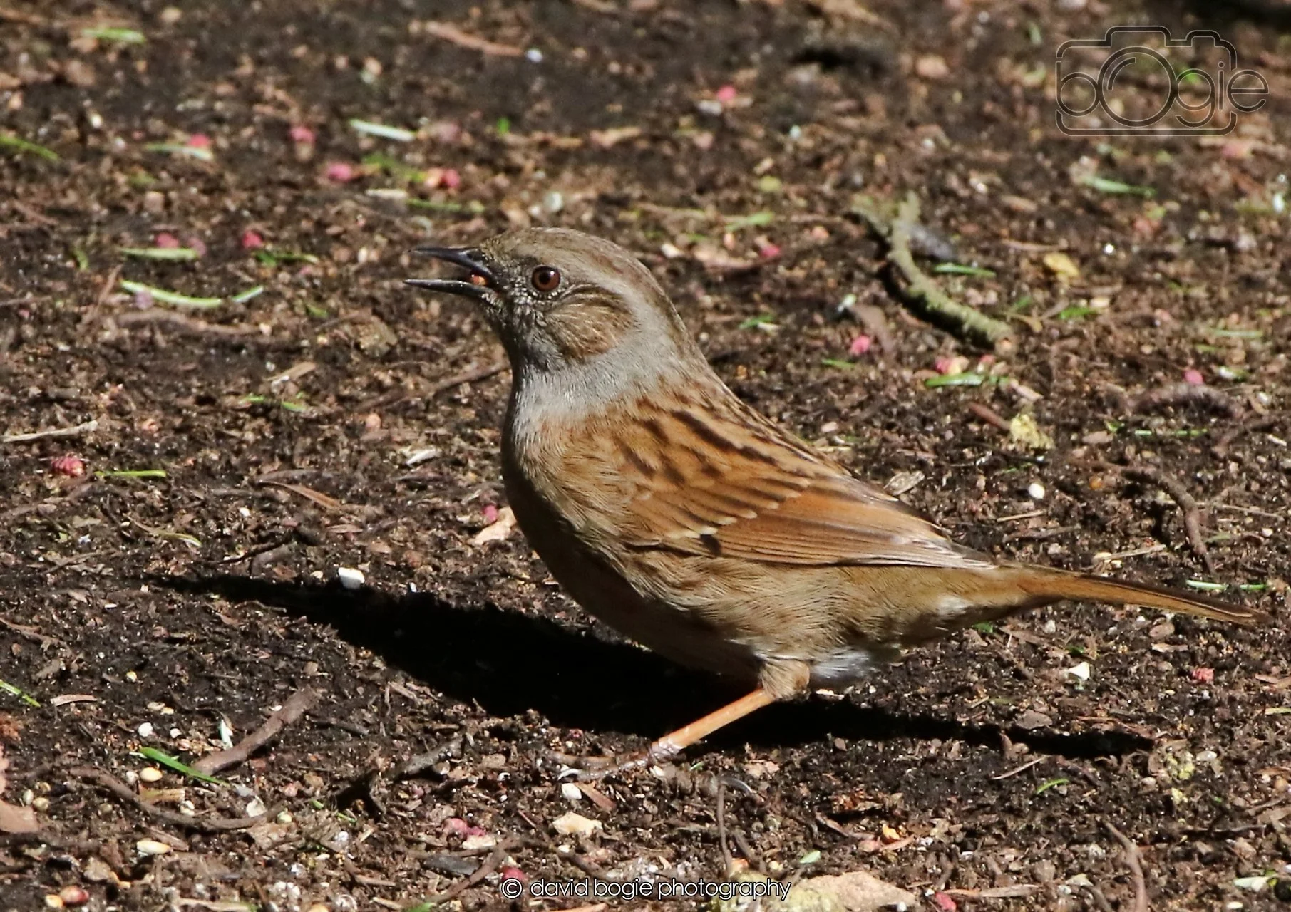 20260403 121416 Dunnikier 0083.jpg