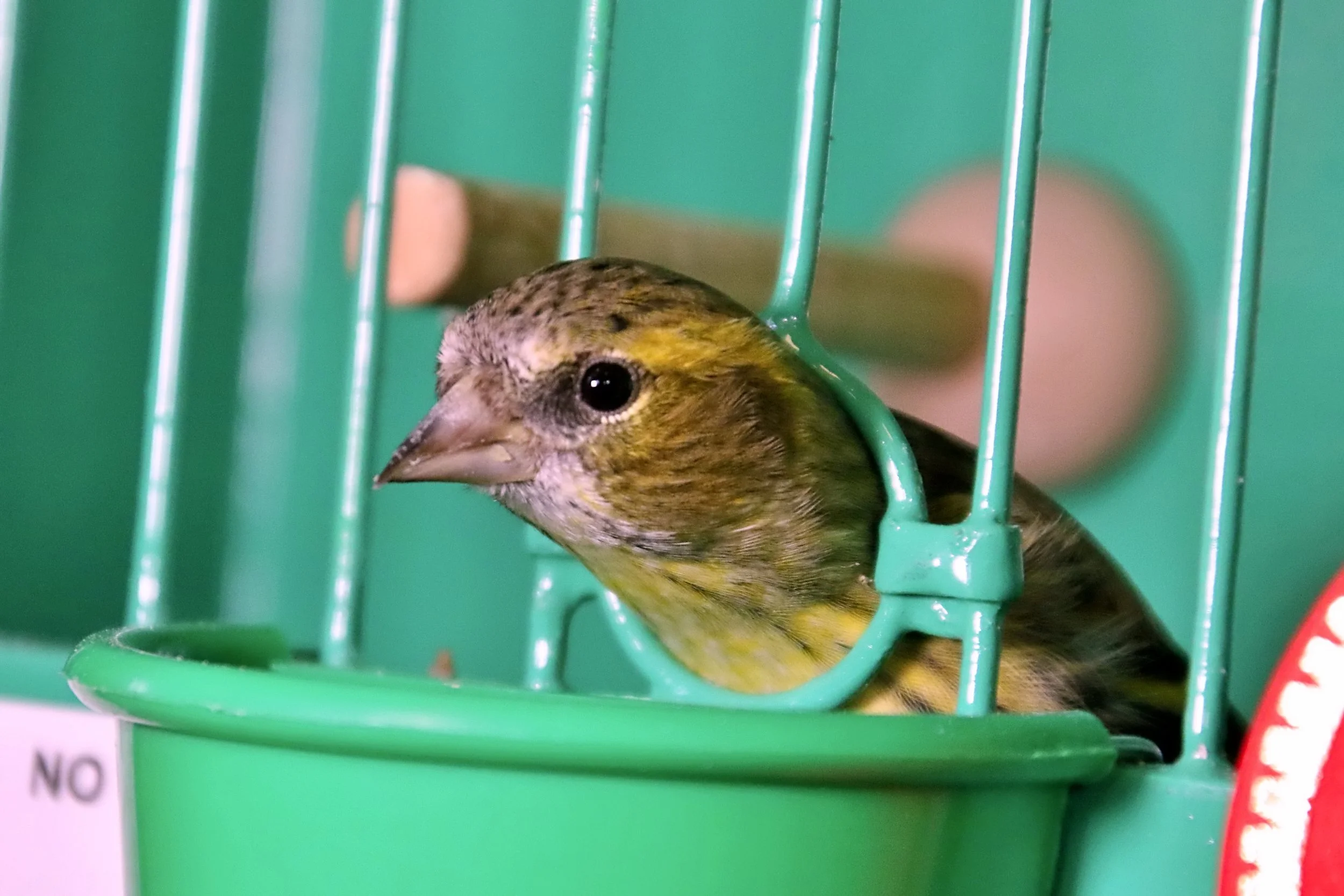 20251102 131045 Markinch CBS  0709.JPG